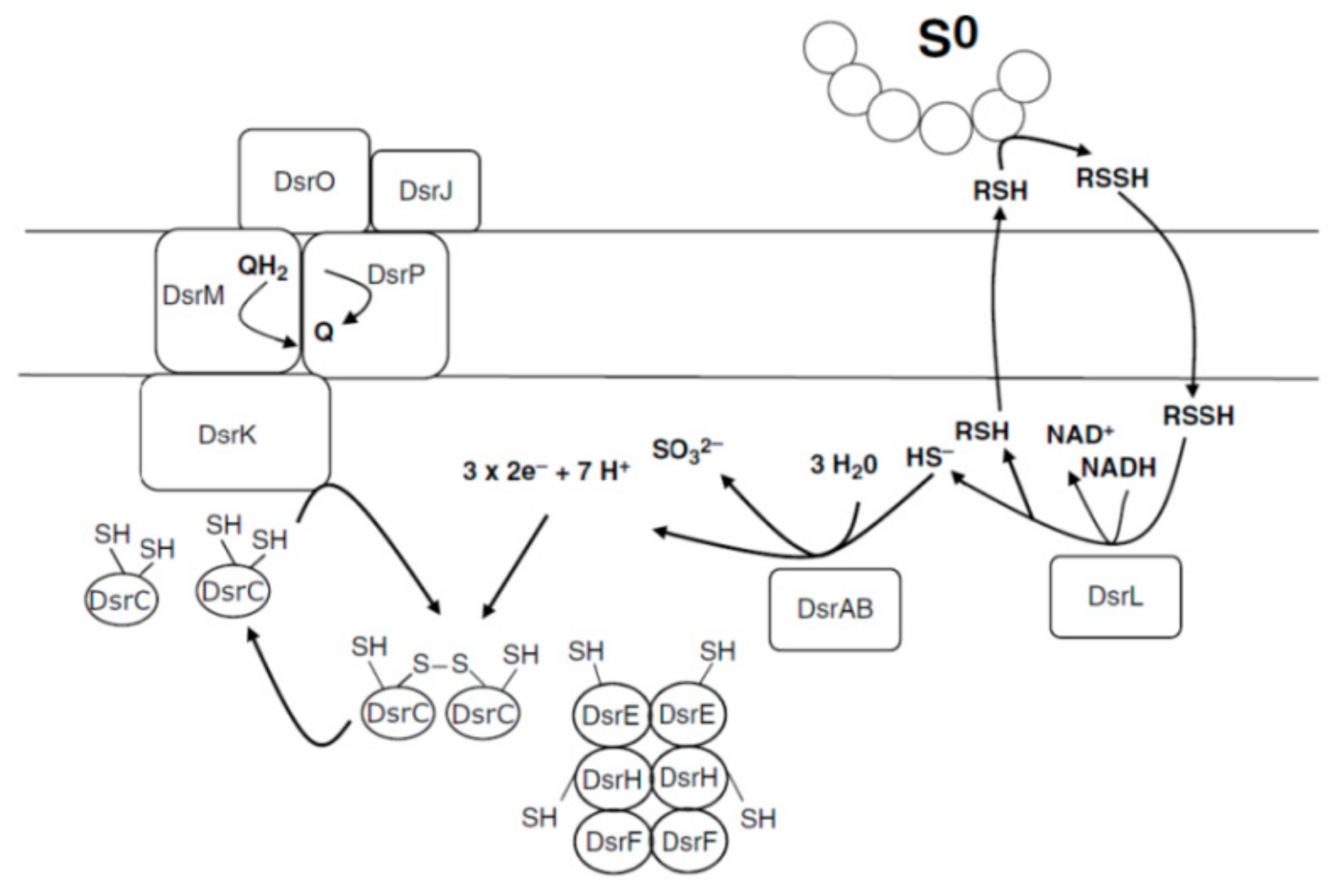 Ijms 22 06398 g004 Ijms 22 06398 g004