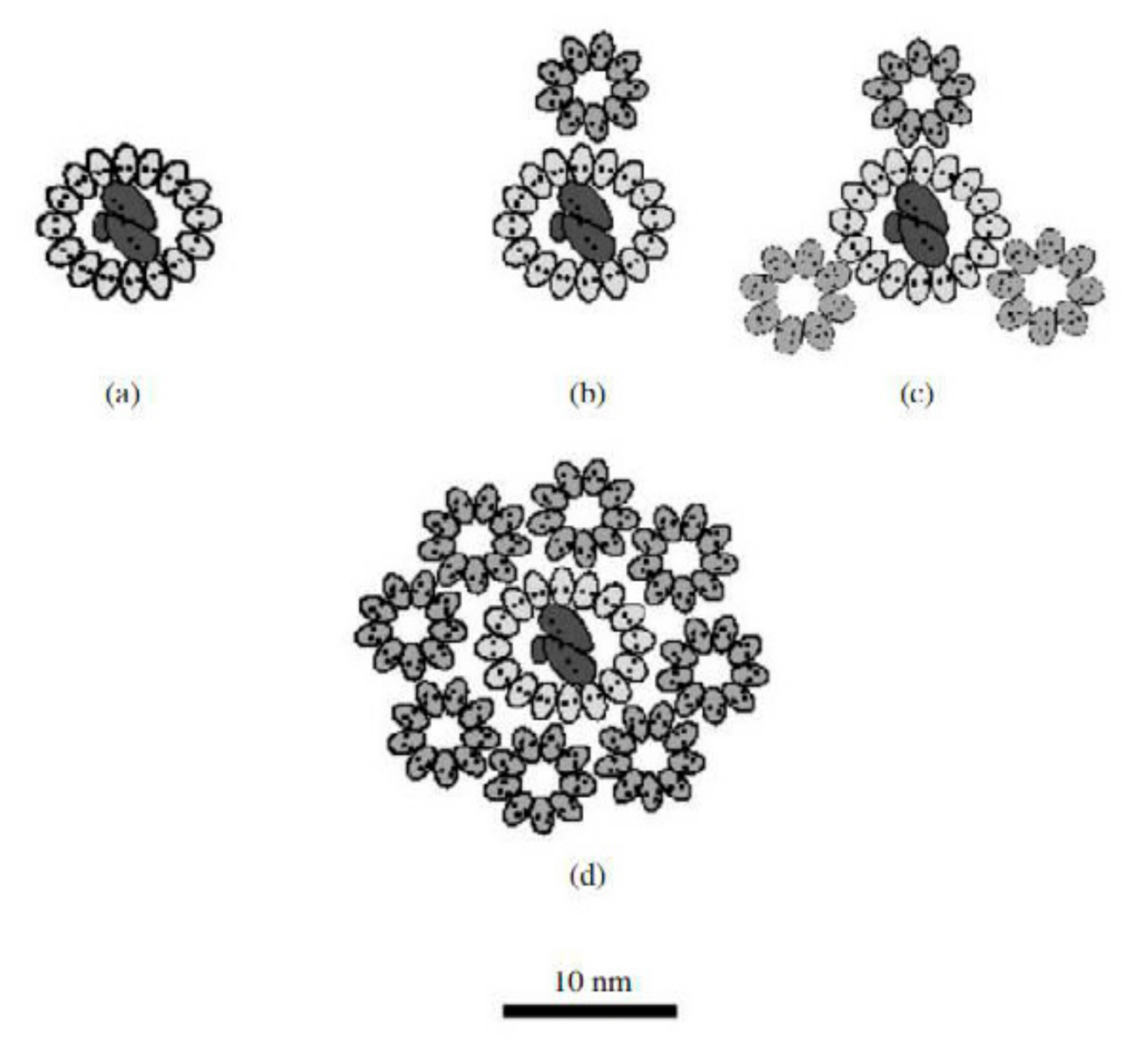 Ijms 22 06398 g005 Ijms 22 06398 g005