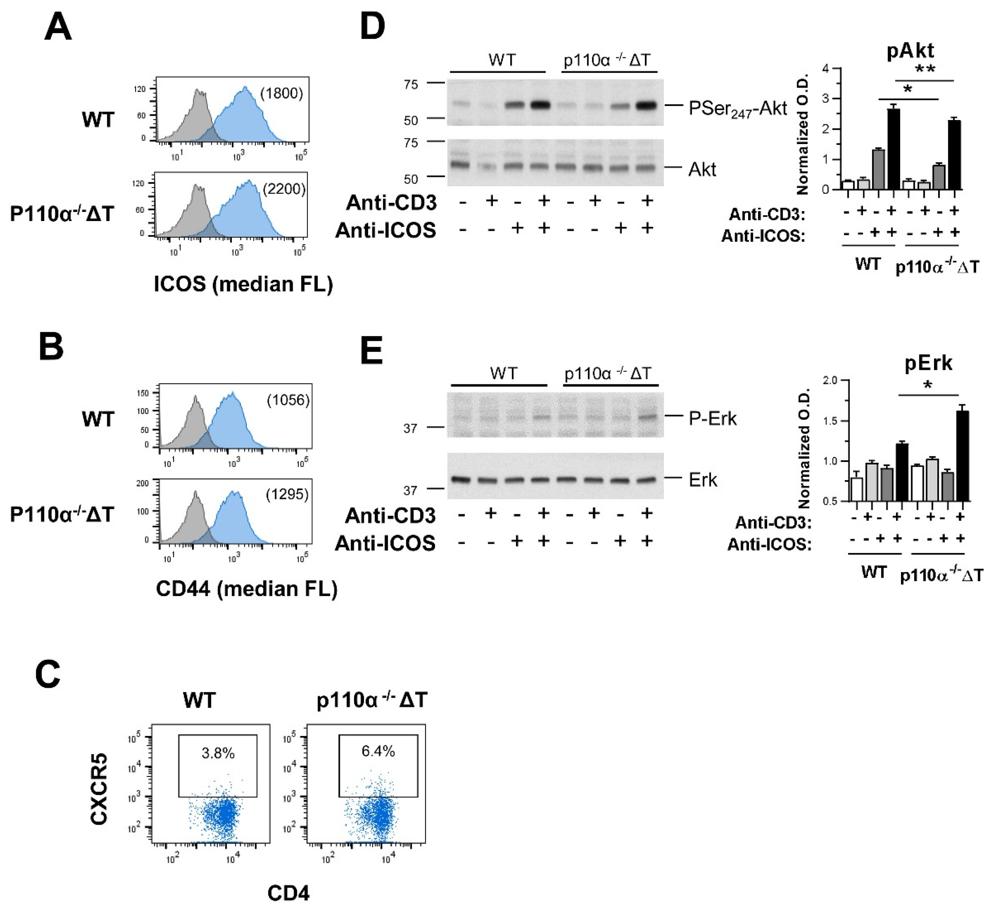 Ijms 22 06405 g007 Ijms 22 06405 g007