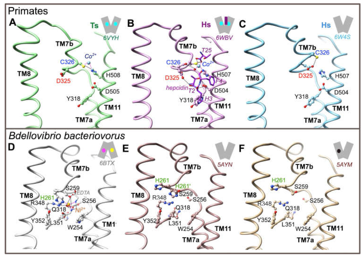 Ijms 22 06412 g003 Ijms 22 06412 g003