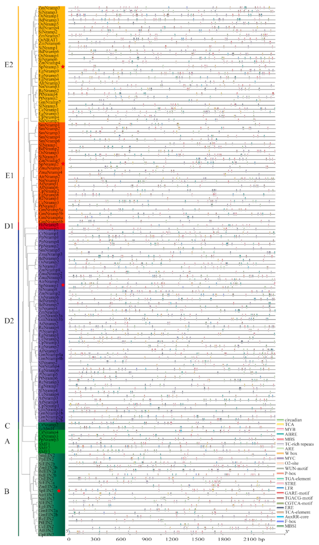 Ijms 22 06414 g005 Ijms 22 06414 g005