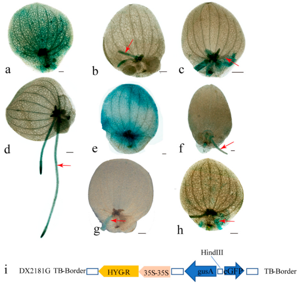 Ijms 22 06414 g006 Ijms 22 06414 g006