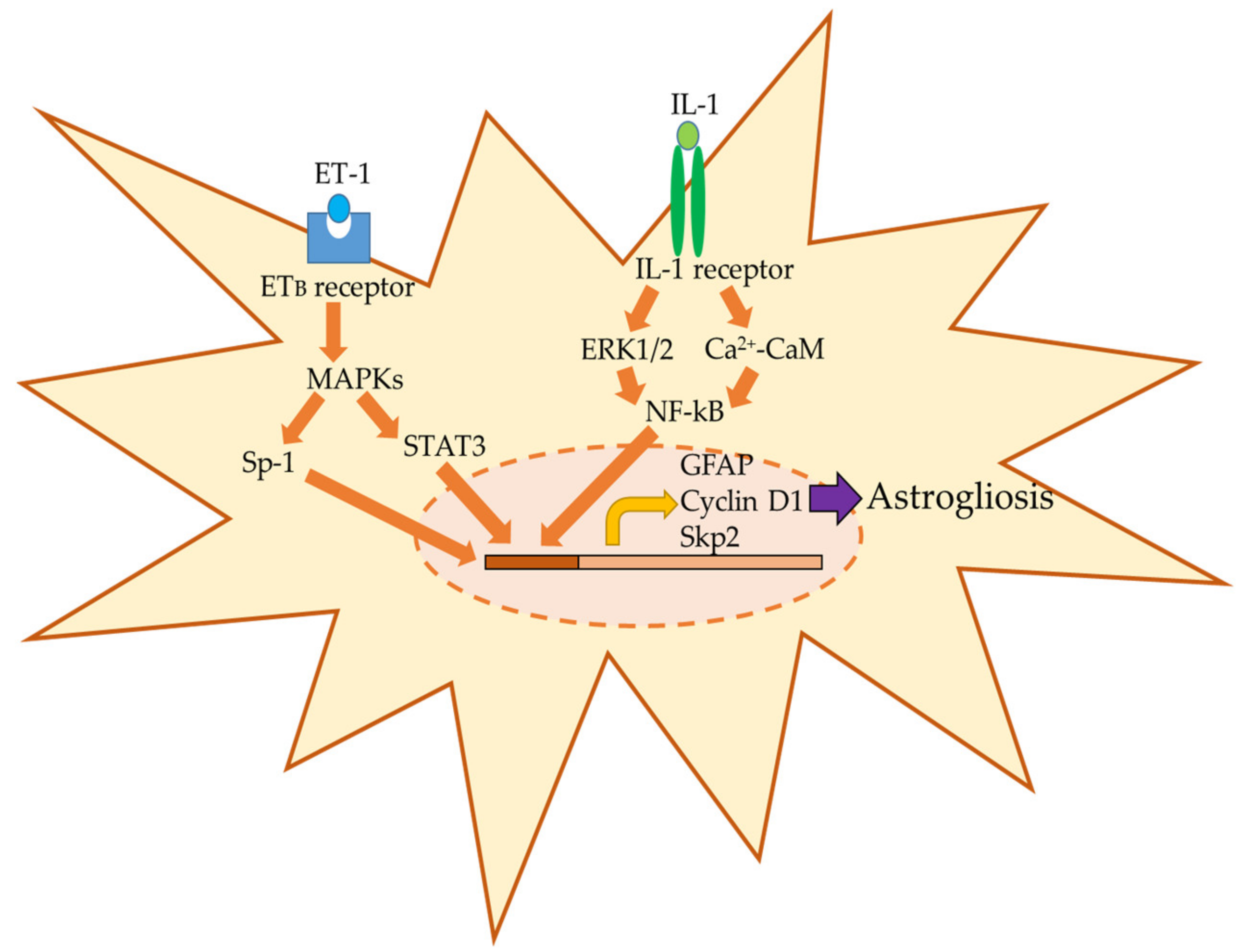 Ijms 22 06418 g001 Ijms 22 06418 g001