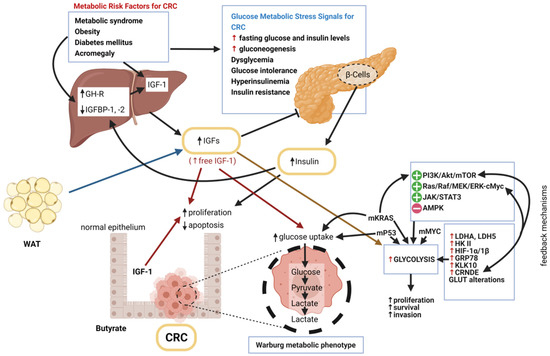Ijms Free Full Text Insulin Like Growth Factor 1 Igf 1 Signaling In Glucose Metabolism In Colorectal Cancer Html
