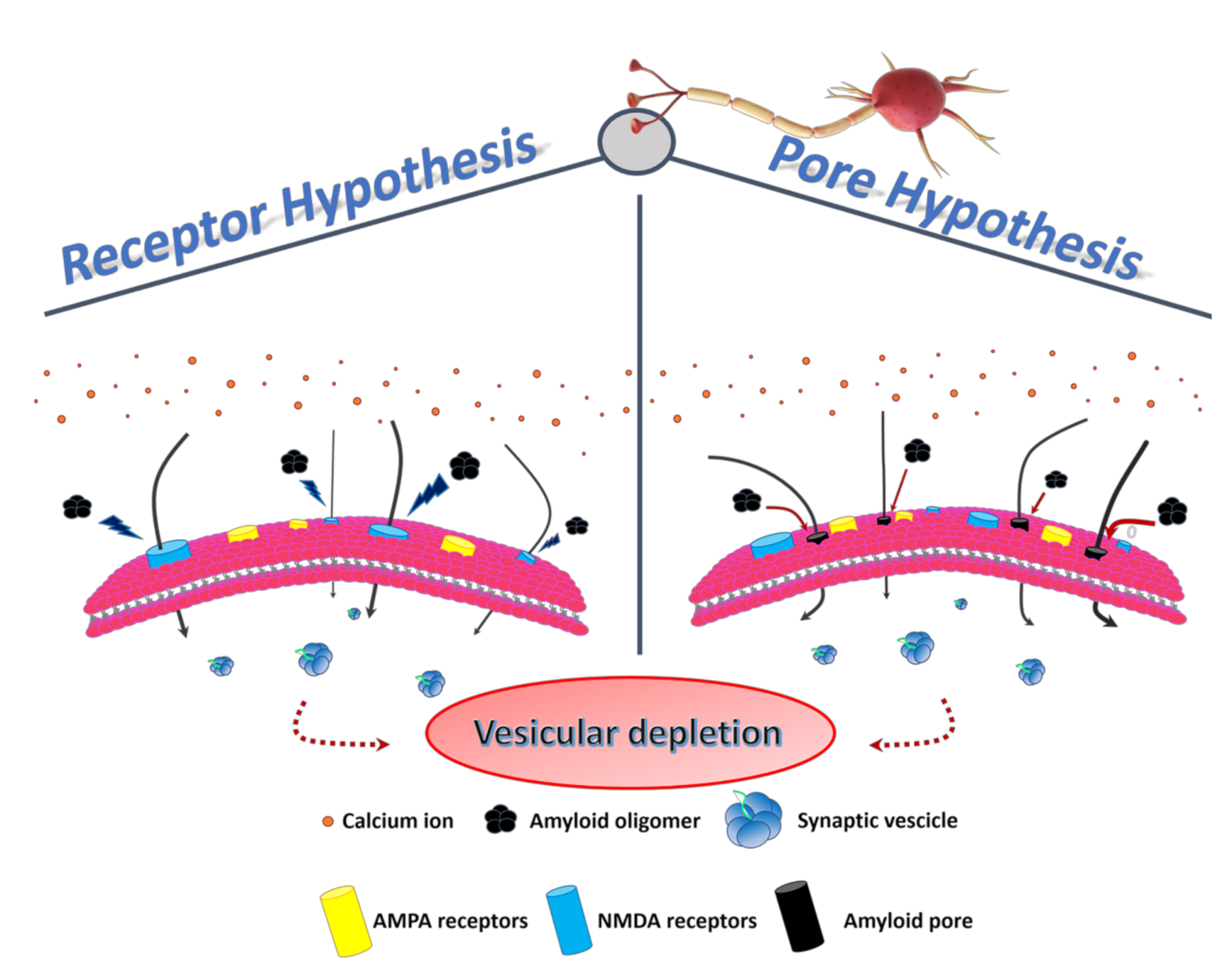 Ijms 22 06435 g002 Ijms 22 06435 g002