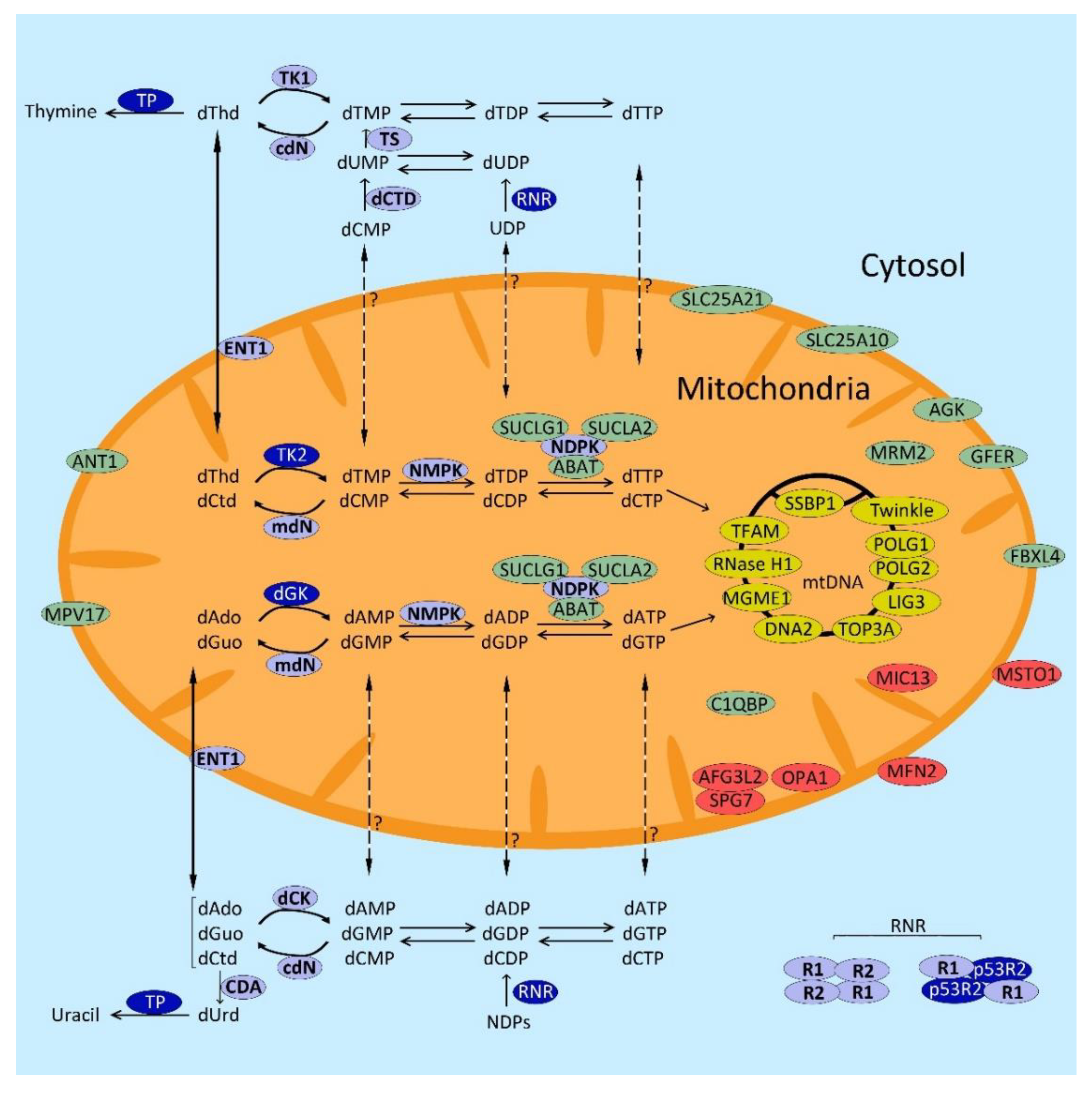 Ijms 22 06447 g001 Ijms 22 06447 g001