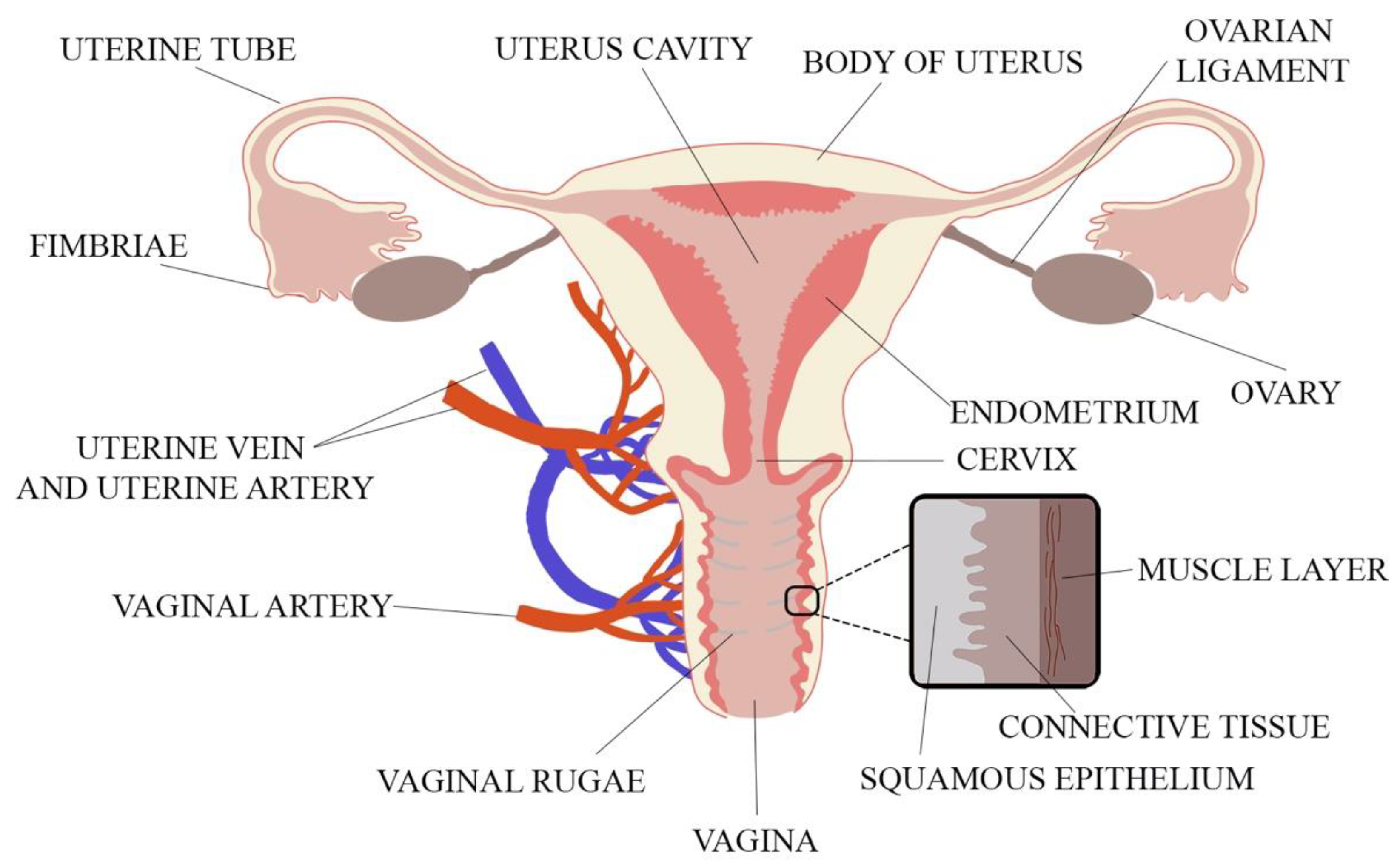 Ijms 22 06455 g001 Ijms 22 06455 g001
