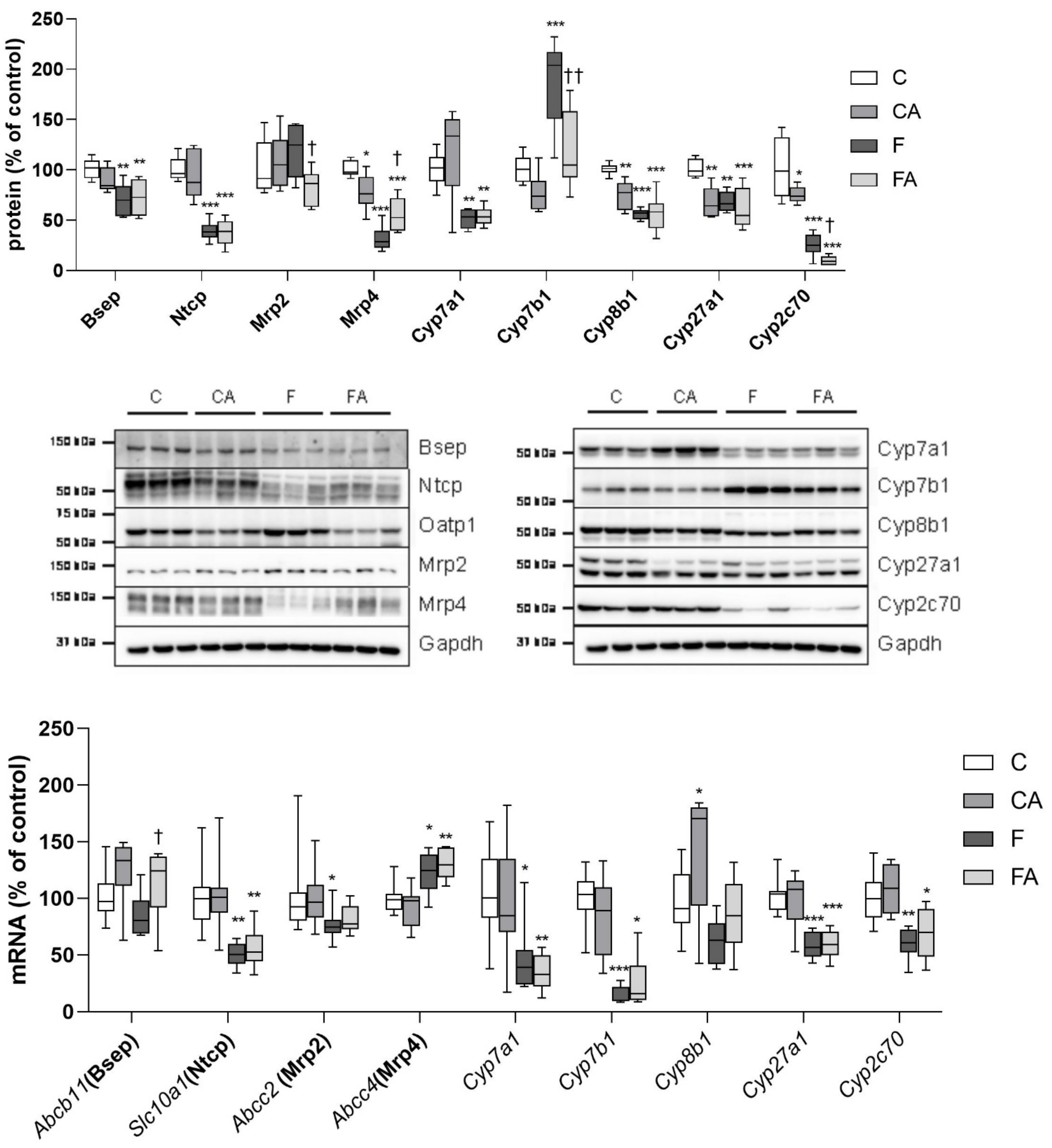Ijms 22 06468 g007 Ijms 22 06468 g007