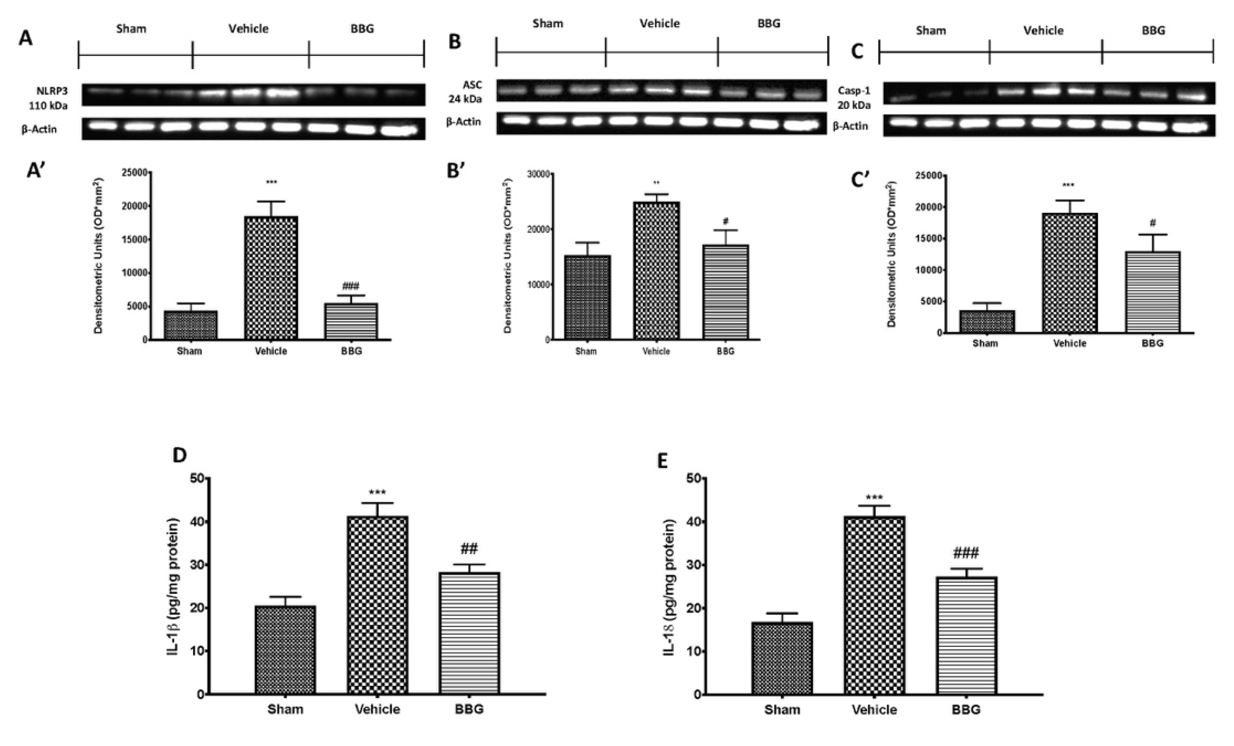Ijms 22 06471 g004 Ijms 22 06471 g004