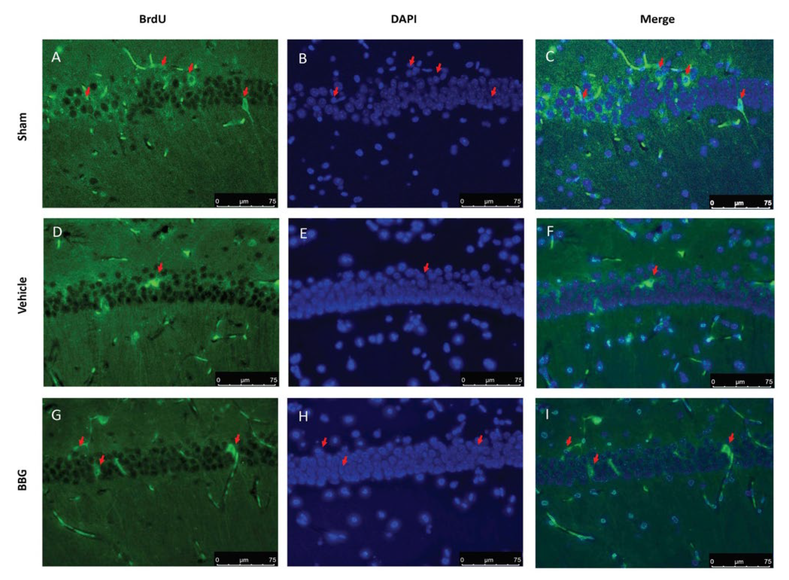 Ijms 22 06471 g007 Ijms 22 06471 g007
