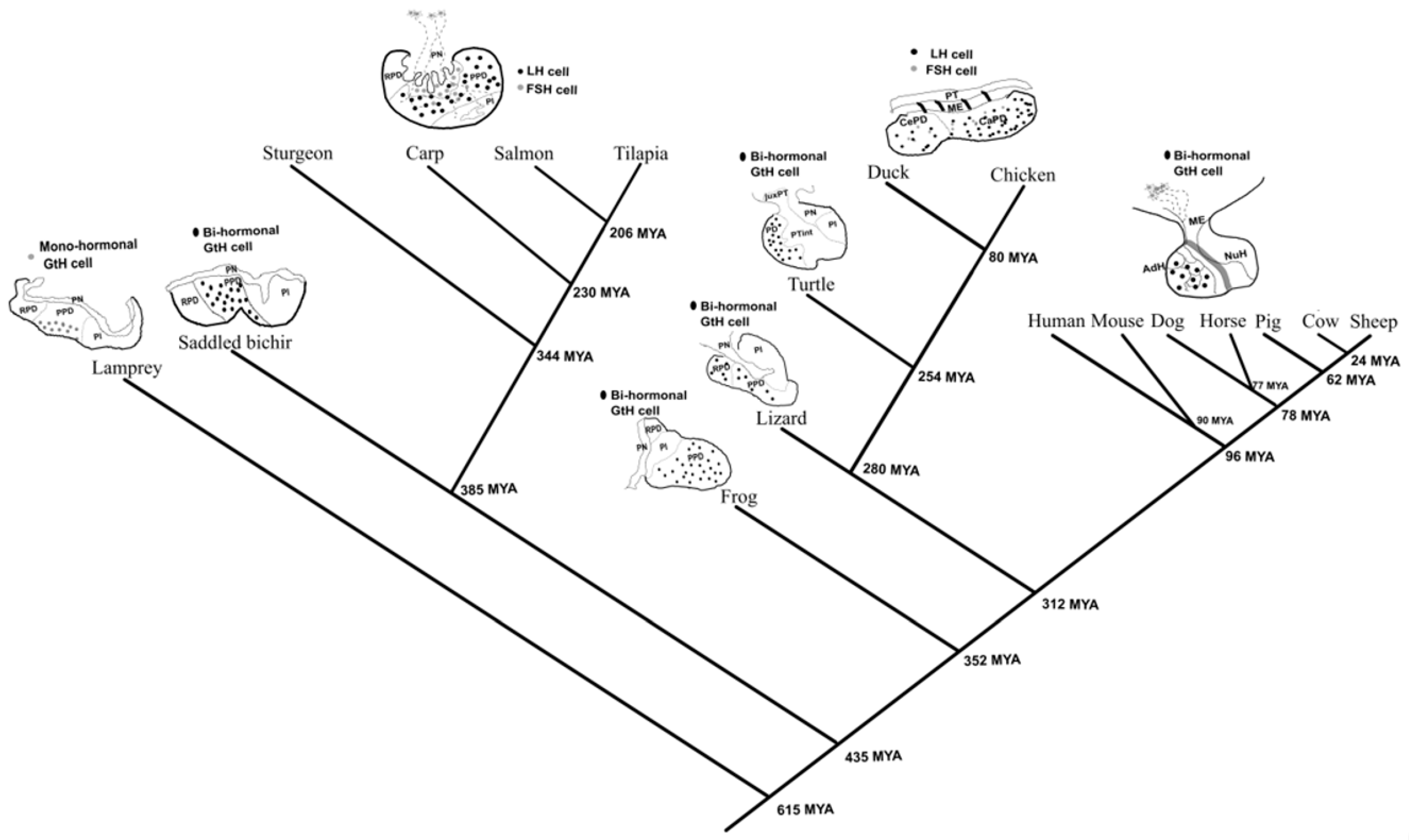 Vertebrate leptin phylogeny. Fish and mammals share a common