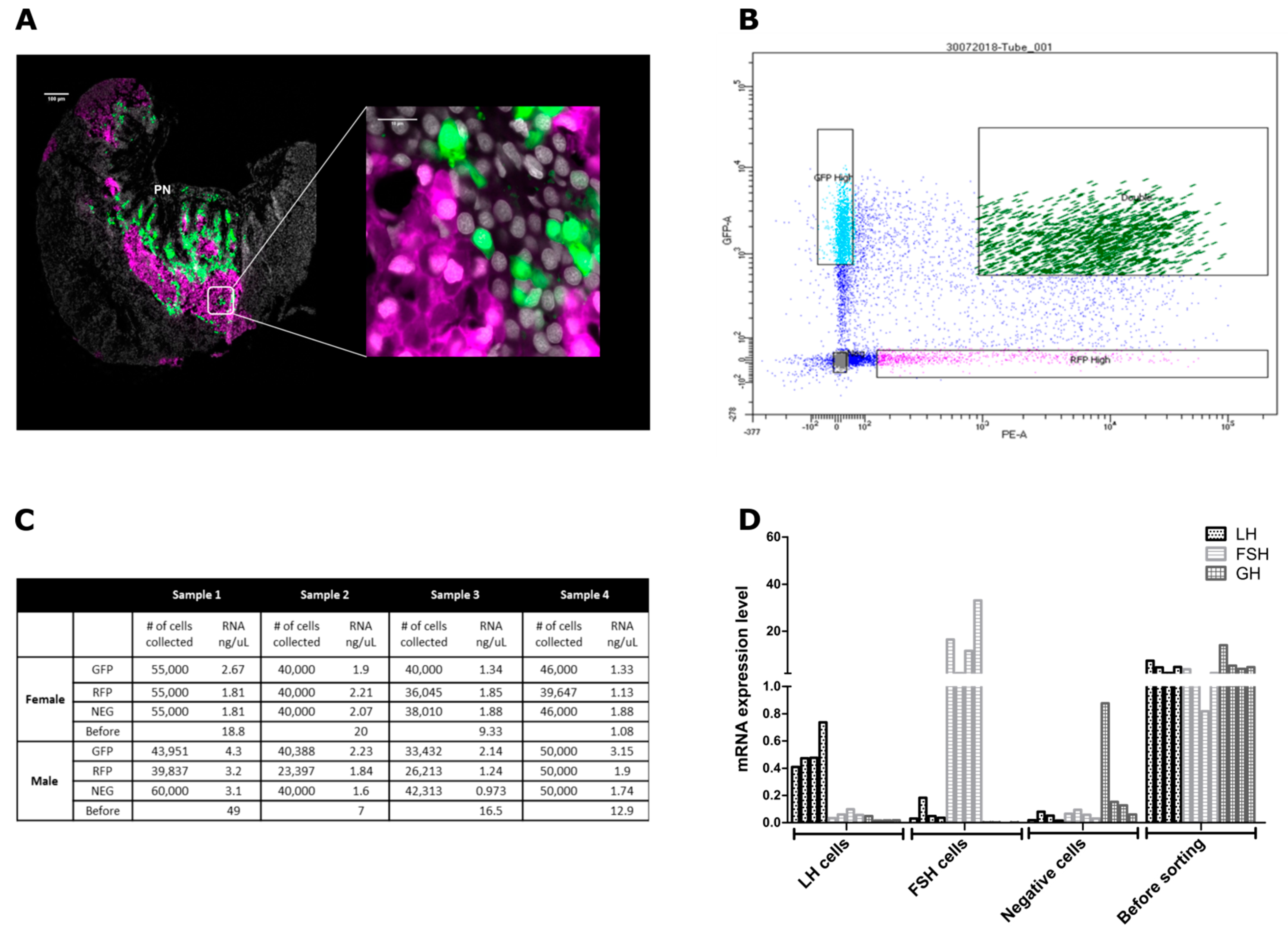 Ijms Free Full Text Differential Regulation Of Gonadotropins As Revealed By Transcriptomes Of Distinct Lh And Fsh Cells Of Fish Pituitary Html