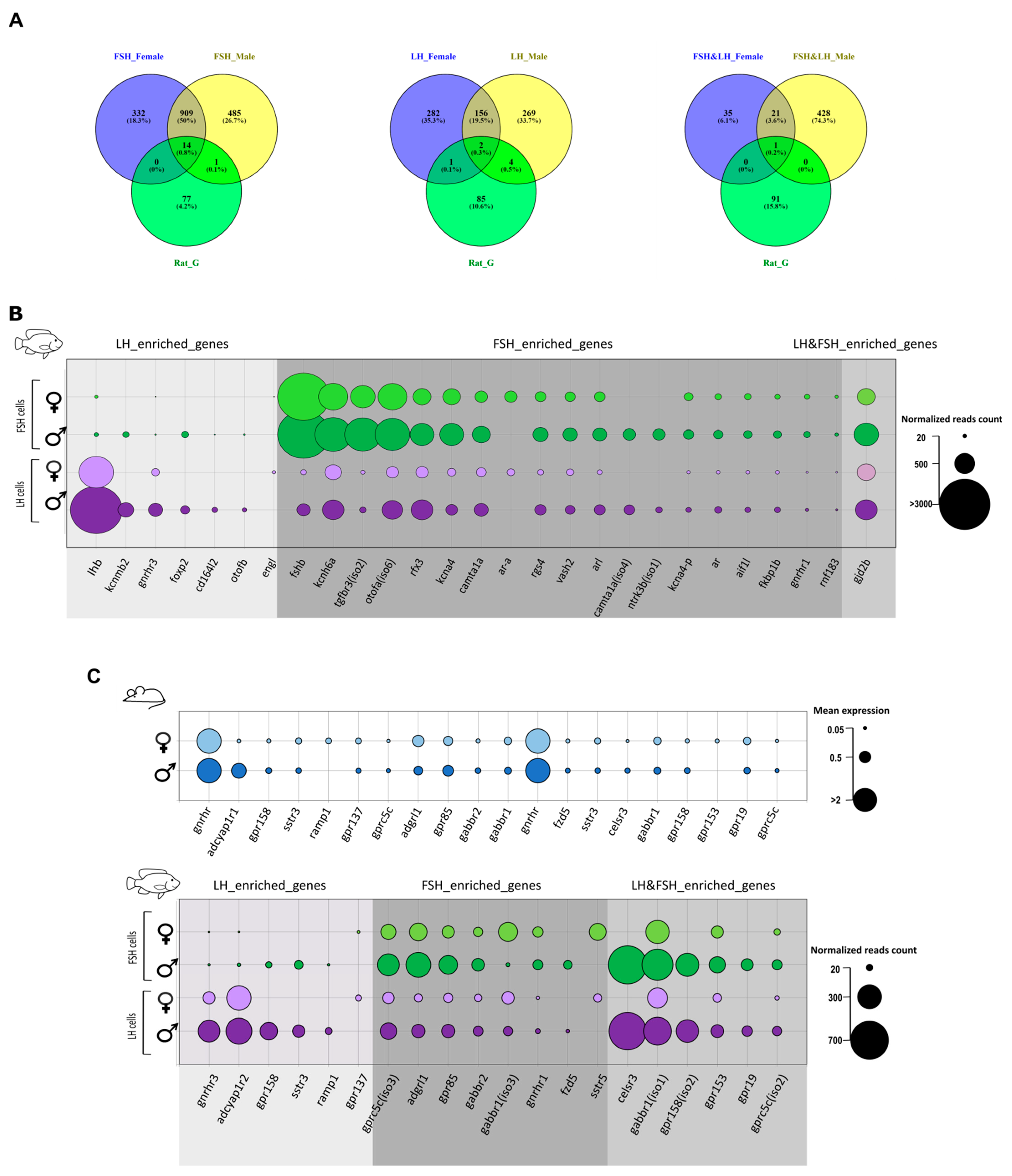 Ijms Free Full Text Differential Regulation Of Gonadotropins As Revealed By Transcriptomes Of Distinct Lh And Fsh Cells Of Fish Pituitary Html