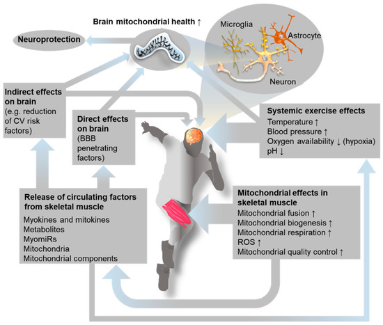 The Muscle-Brain Axis and Neurodegenerative Diseases: The Key Role