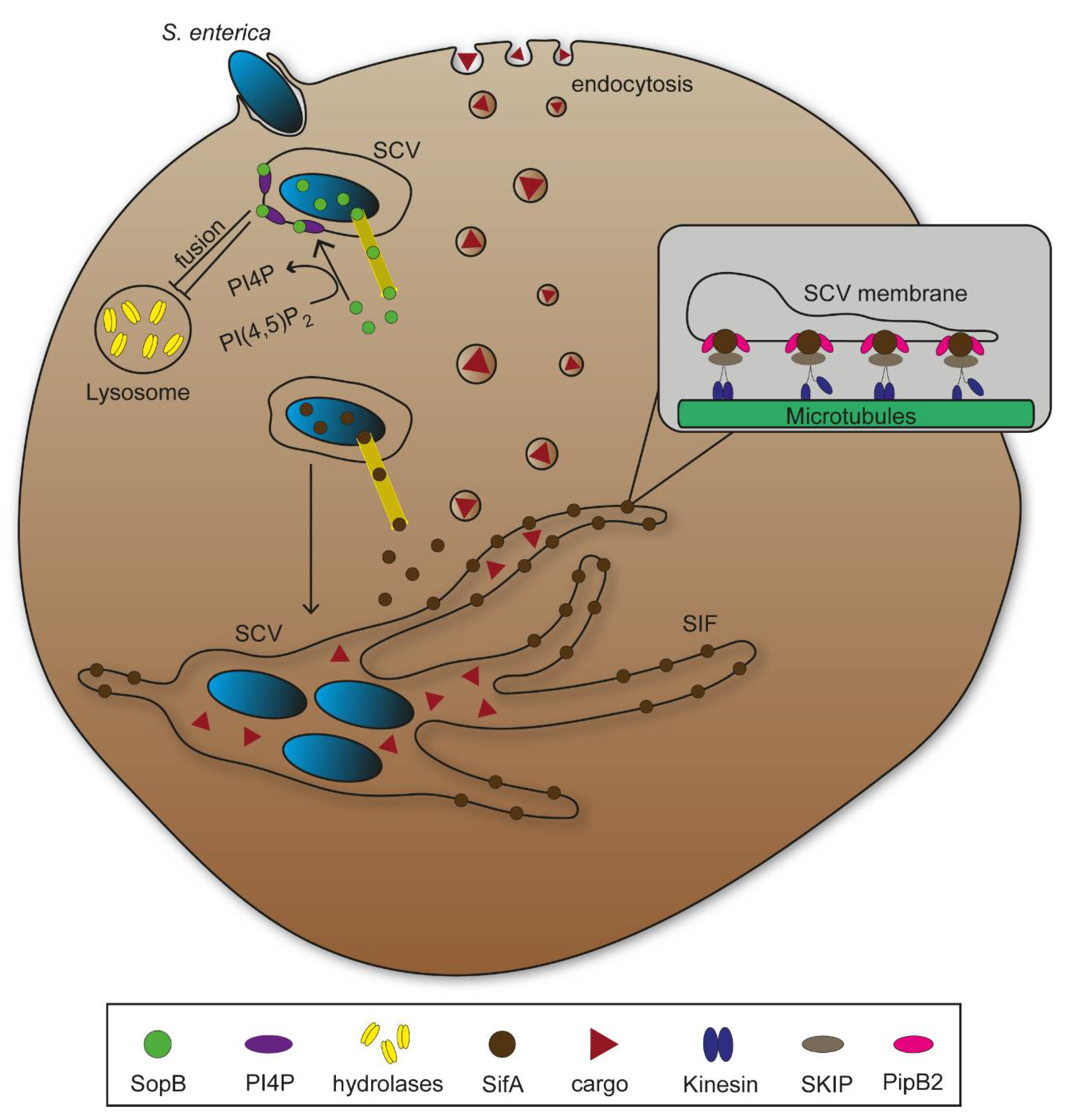 Ijms 22 06484 g002 Ijms 22 06484 g002