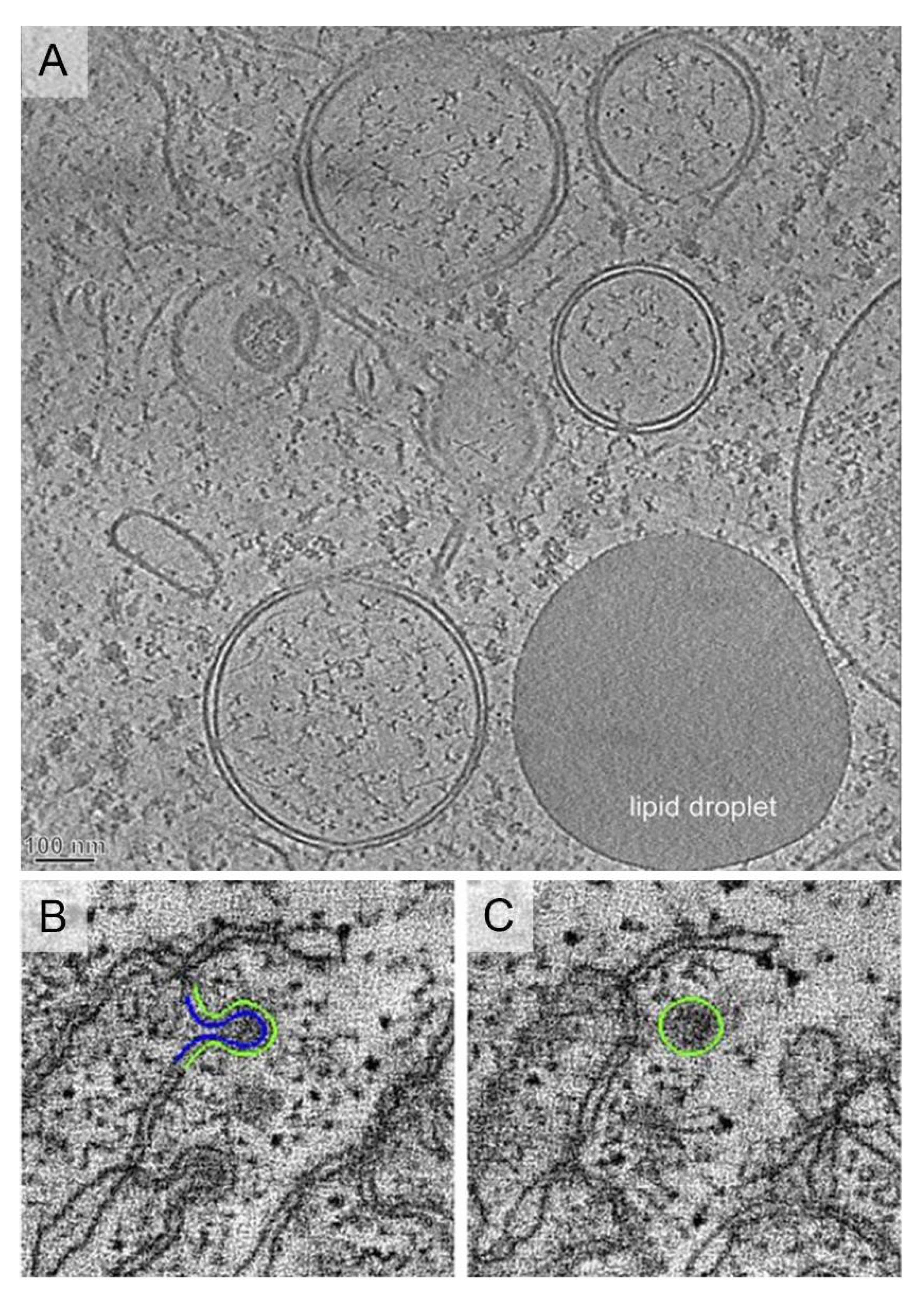 Ijms 22 06484 g004 Ijms 22 06484 g004