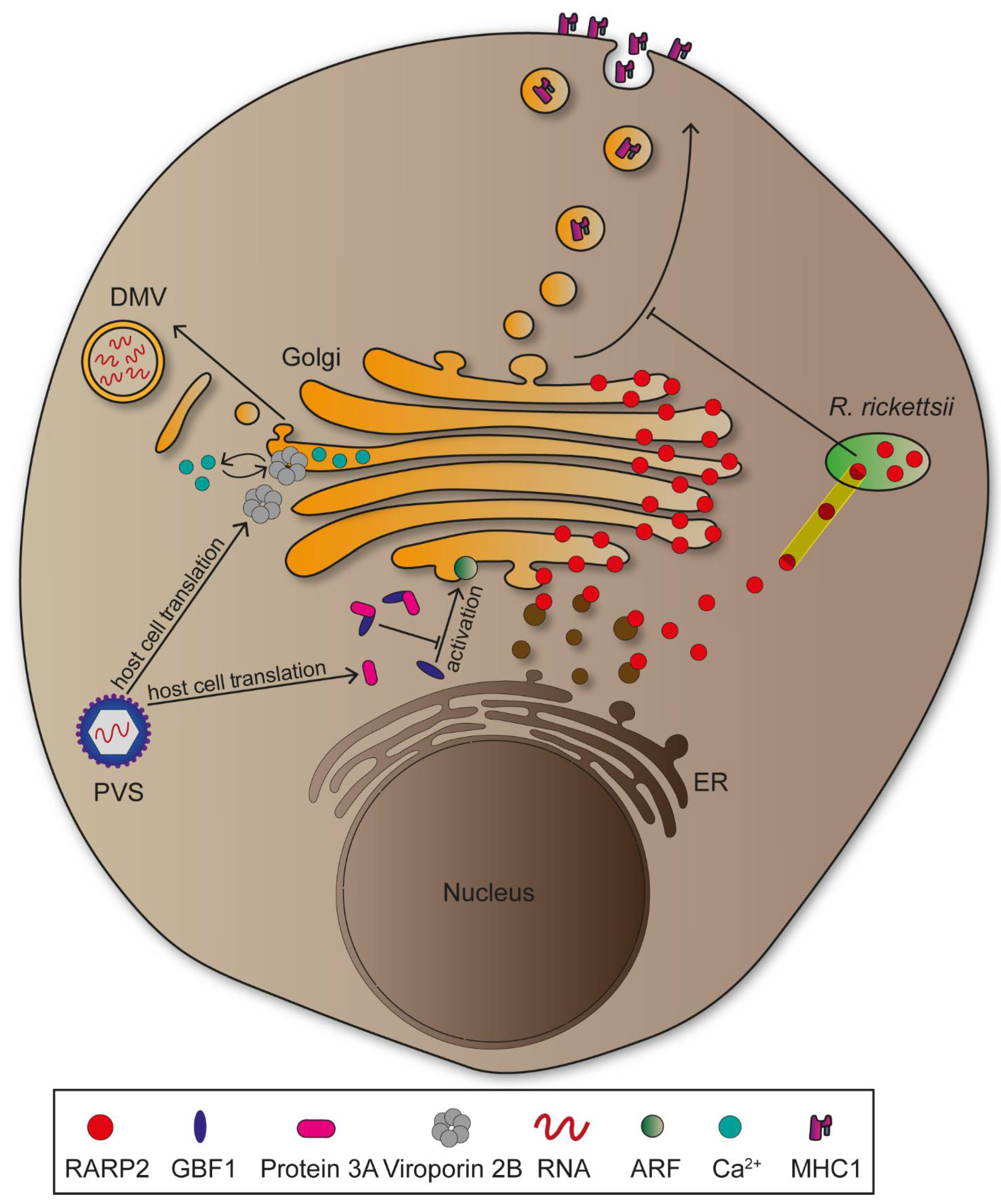 Ijms 22 06484 g005 Ijms 22 06484 g005