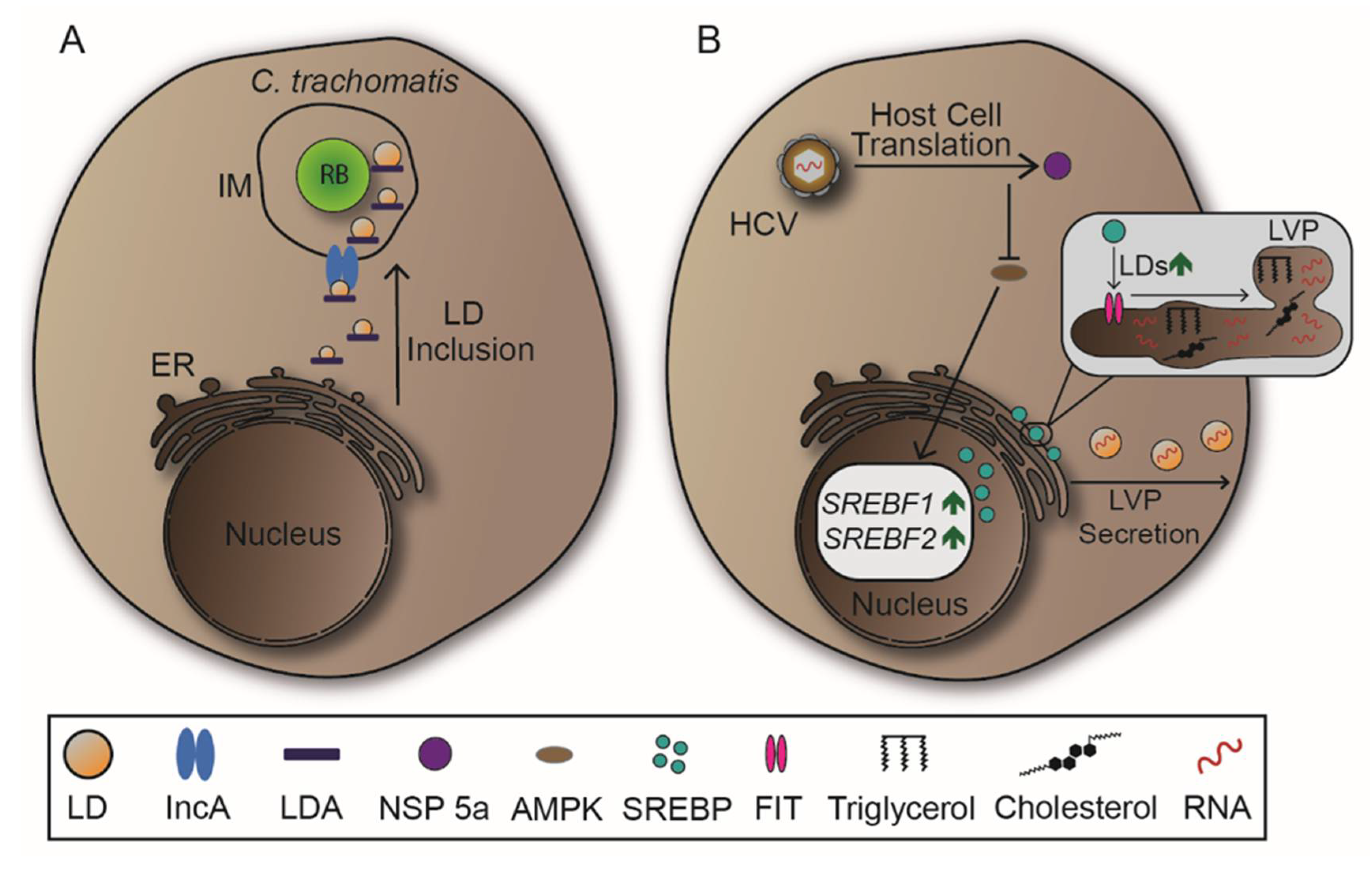 Ijms 22 06484 g008 Ijms 22 06484 g008