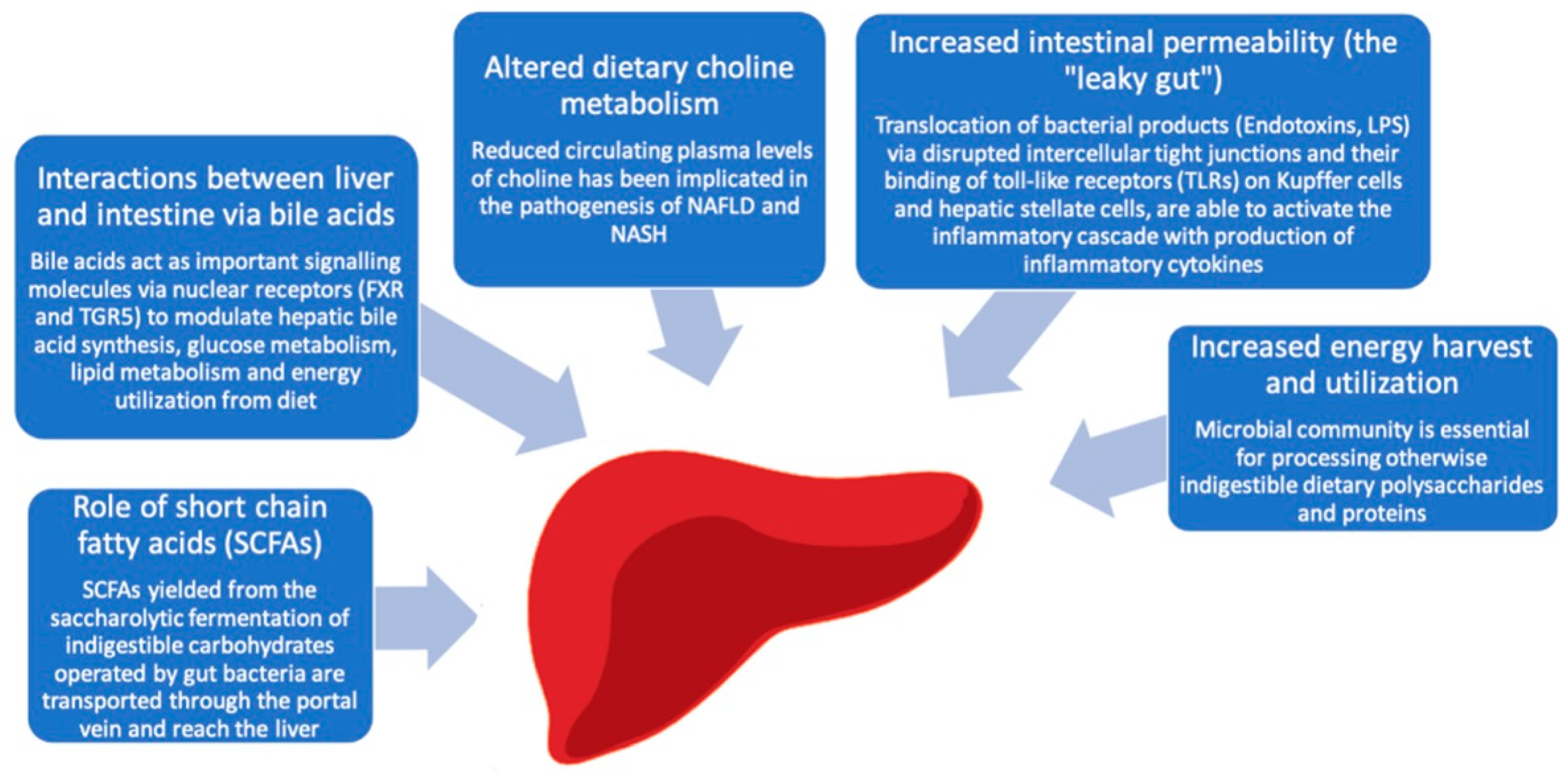 Nonalcoholic Fatty Liver Disease (NAFLD) as Model of Gut