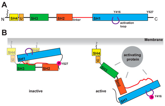 New Structural Perspectives in G Protein-Coupled Receptor