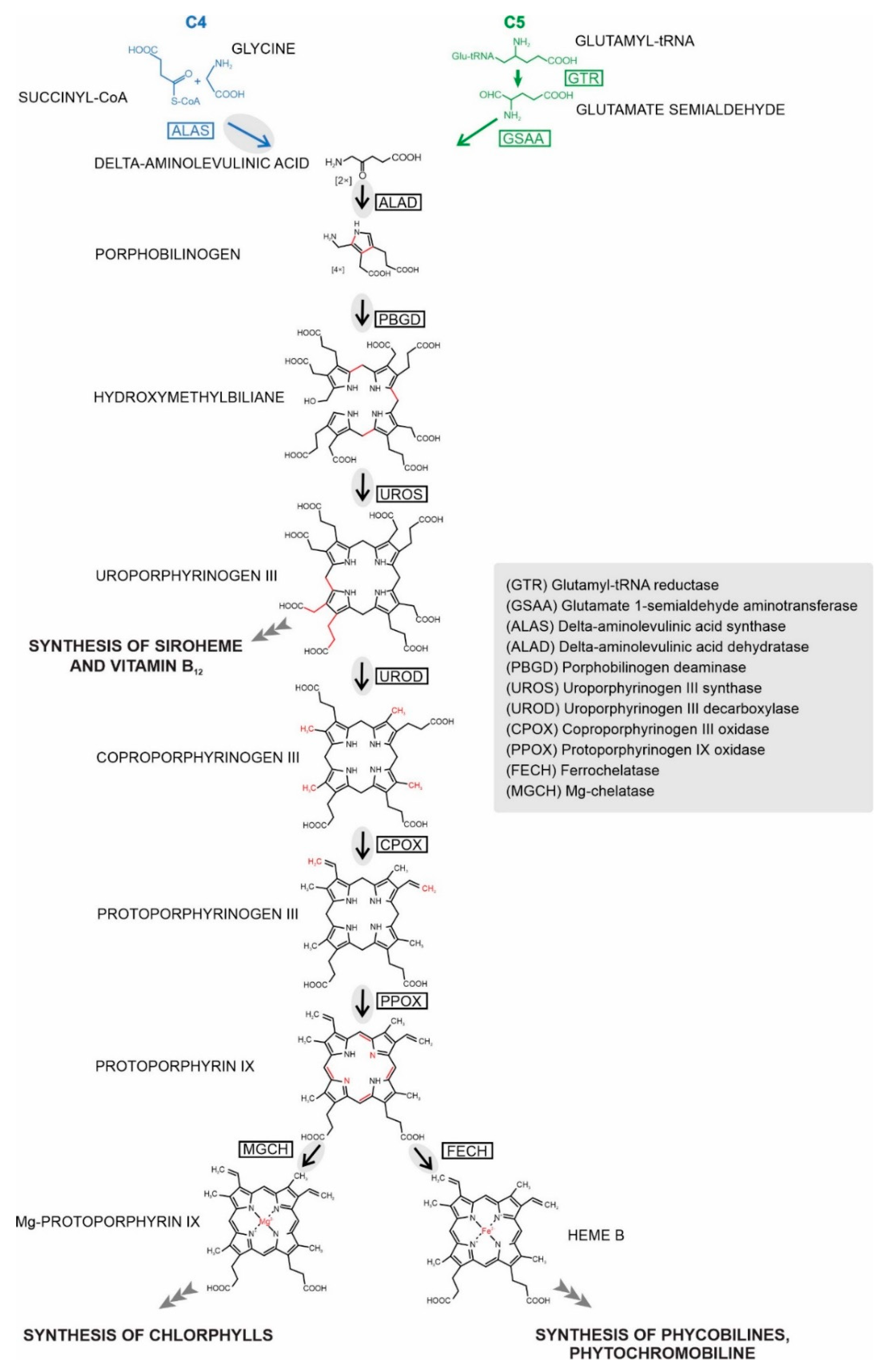 Ijms 22 06495 g001 Ijms 22 06495 g001