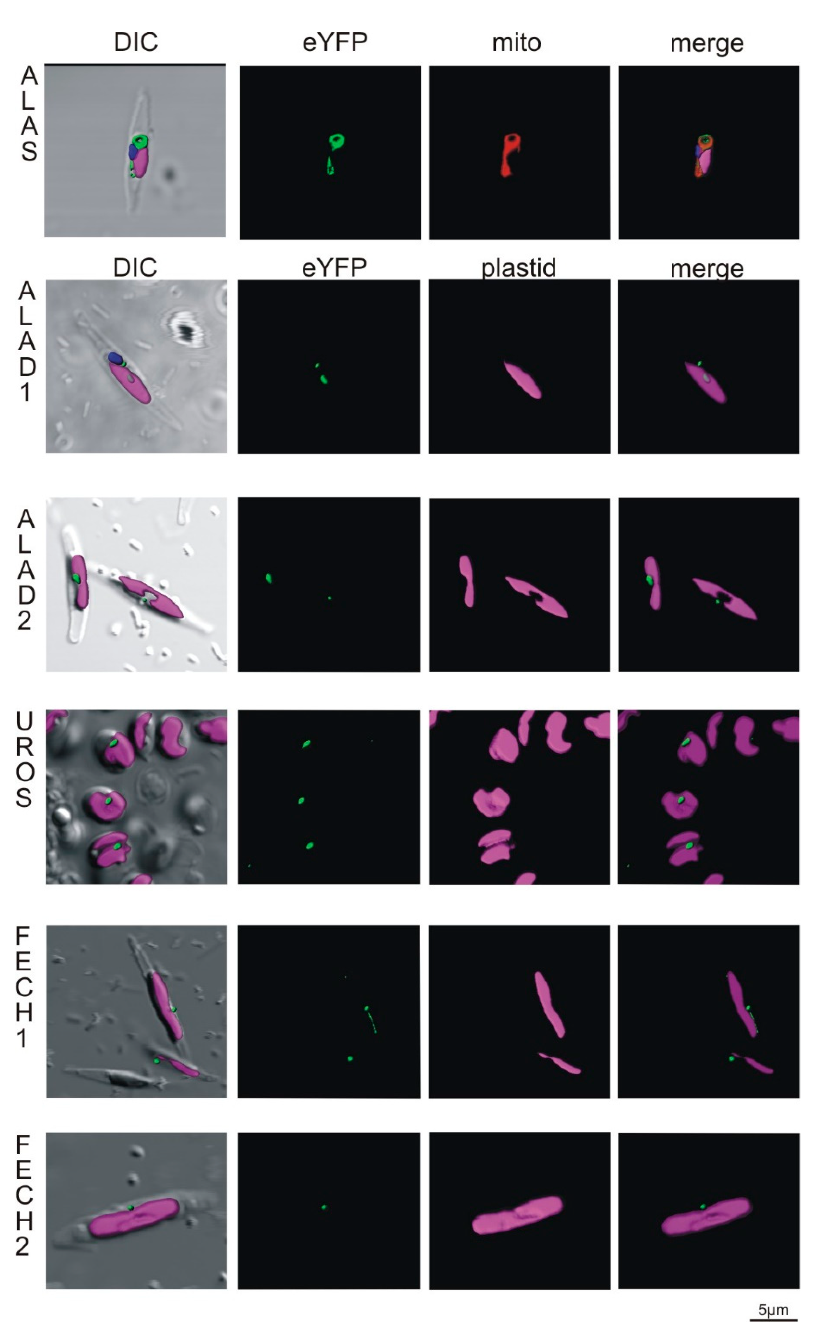 Ijms 22 06495 g005 Ijms 22 06495 g005