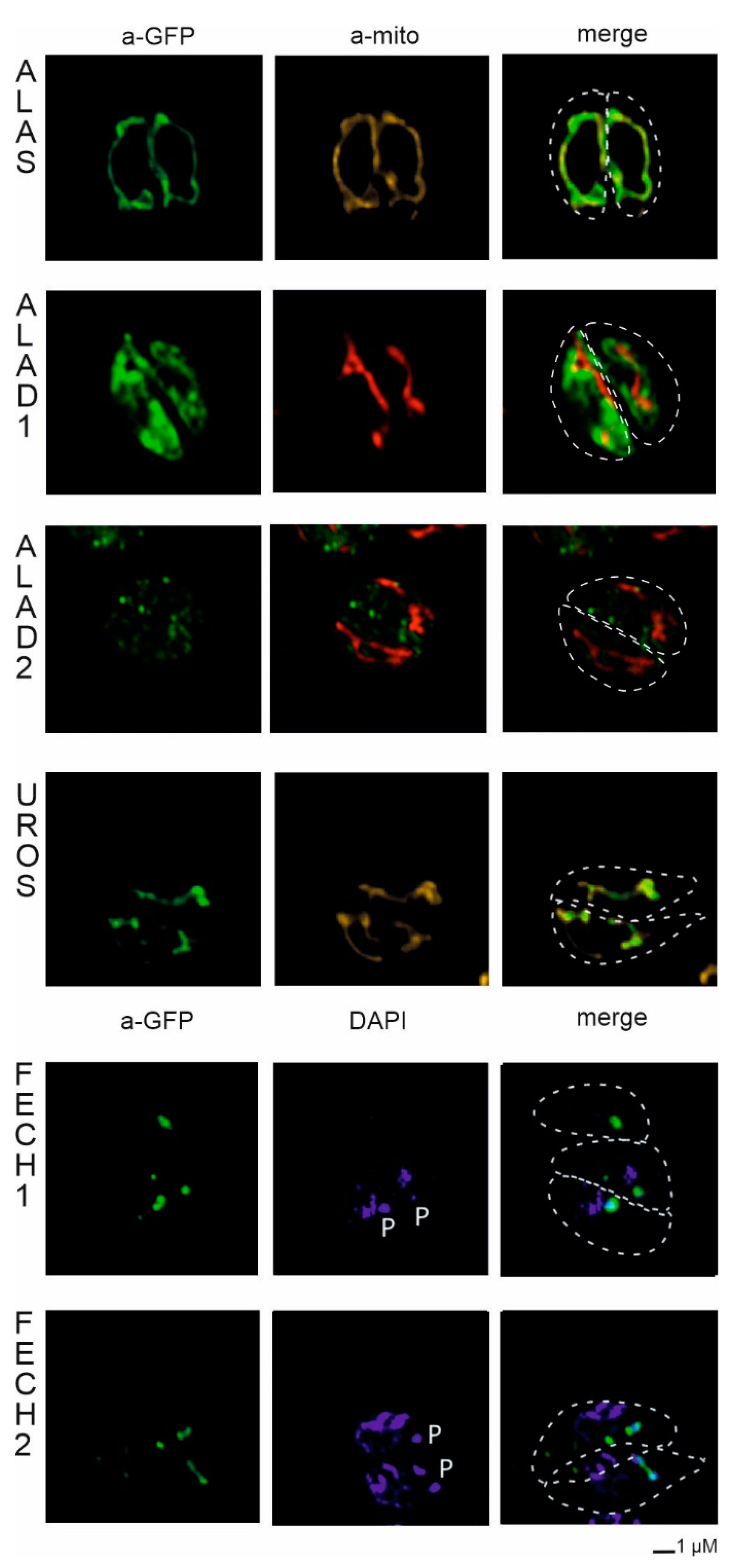 Ijms 22 06495 g006 Ijms 22 06495 g006