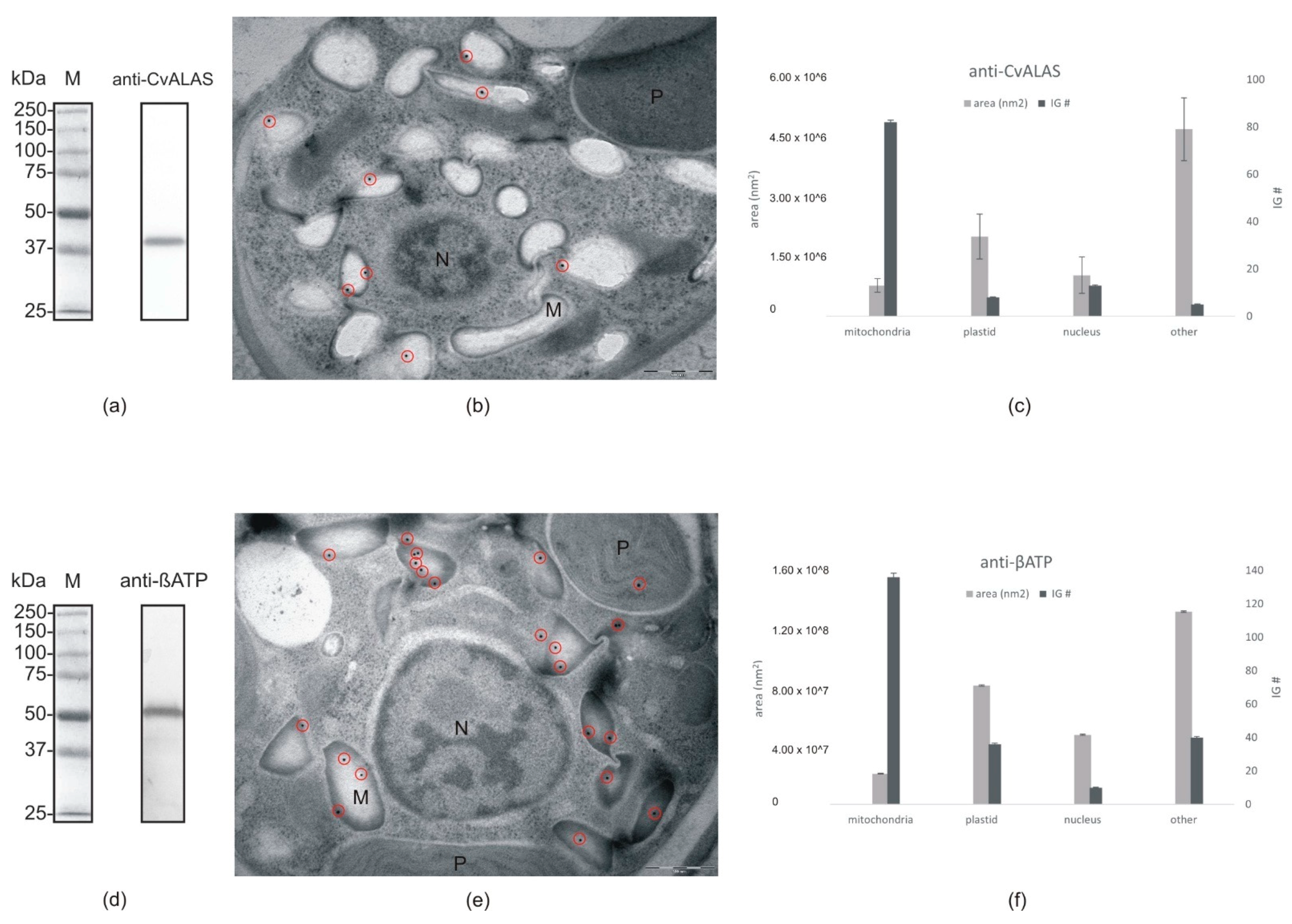 Ijms 22 06495 g007 Ijms 22 06495 g007