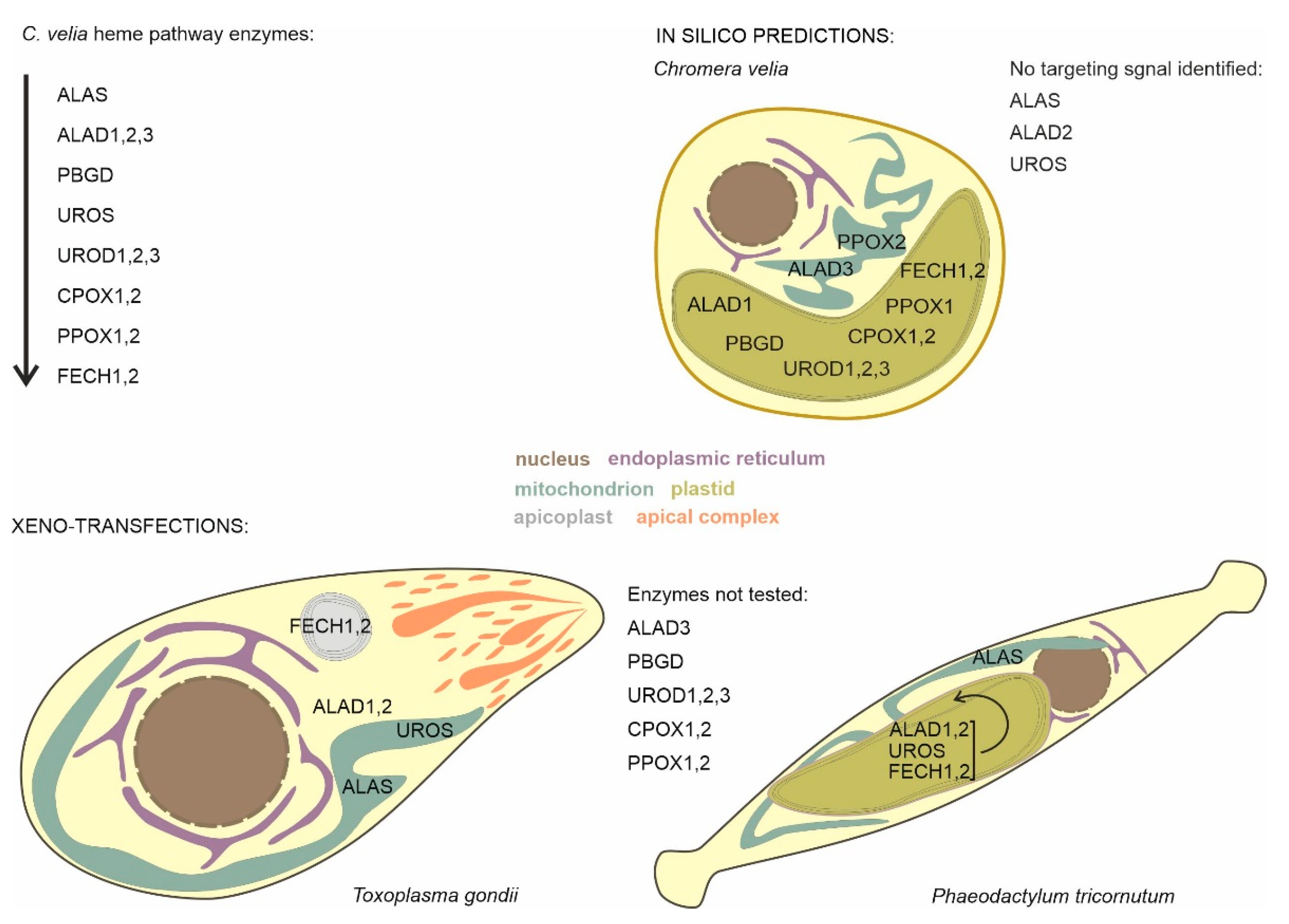 Ijms 22 06495 g008 Ijms 22 06495 g008