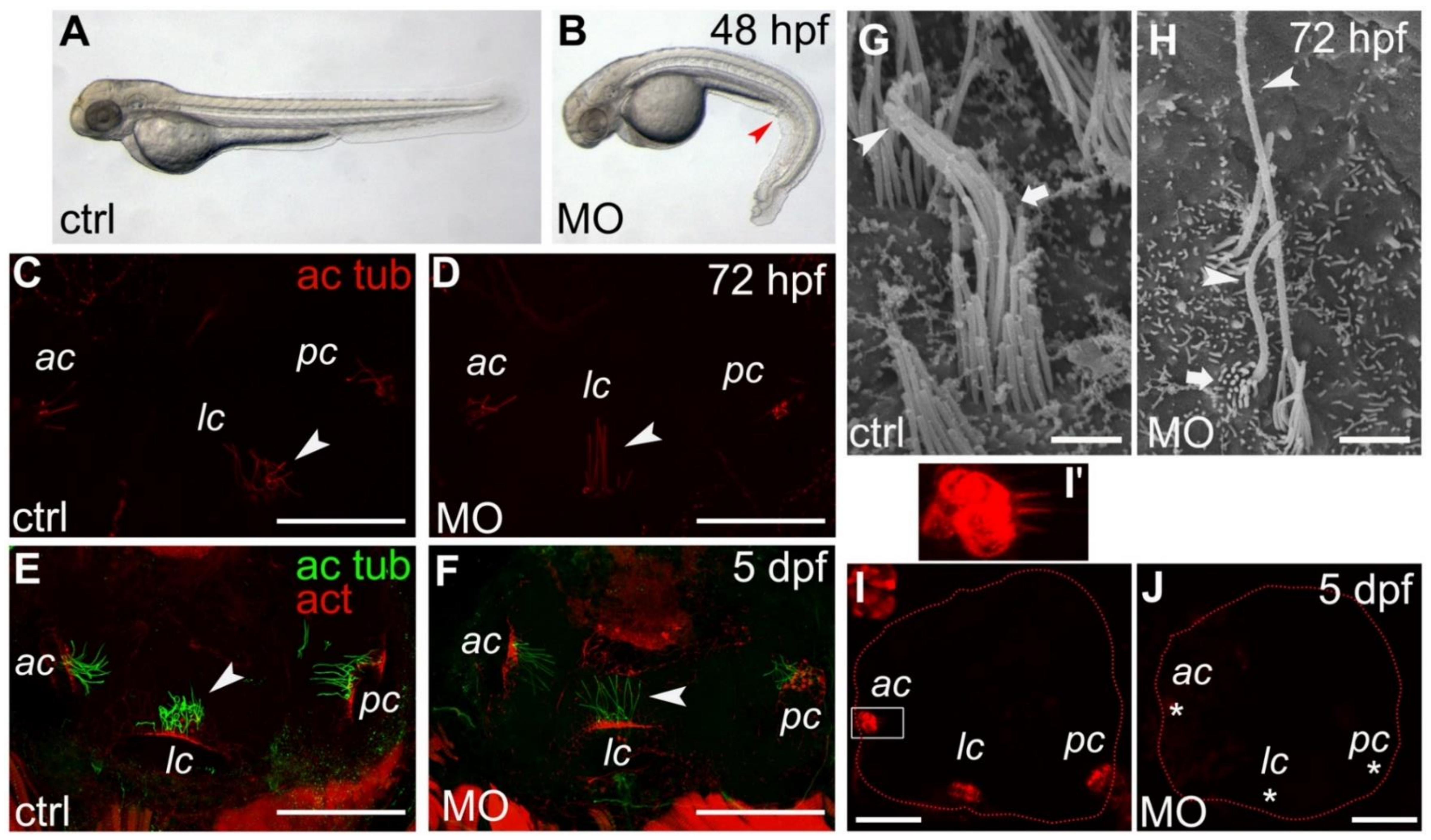 Ijms 22 06497 g001 Ijms 22 06497 g001