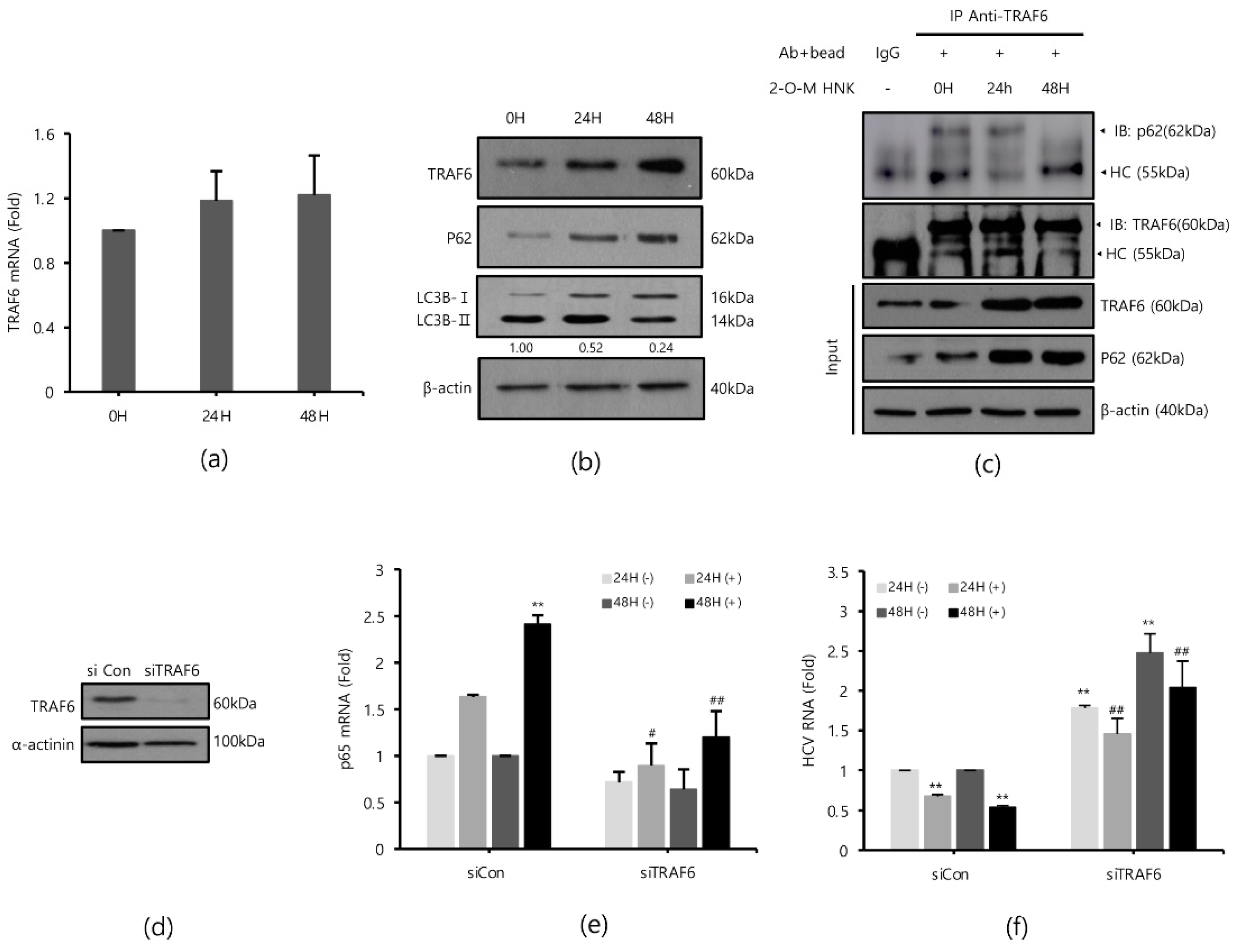Ijms 22 06499 g004 Ijms 22 06499 g004
