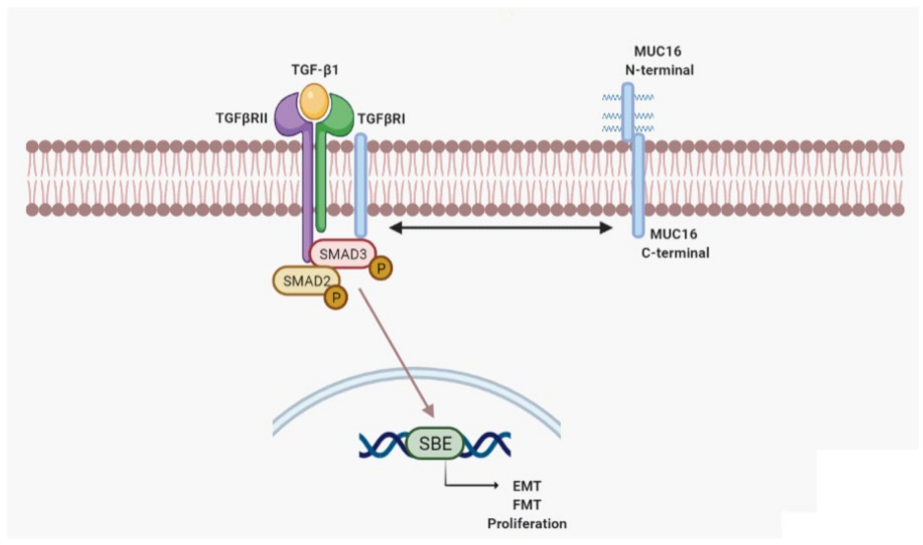 Ijms 22 06502 g006 Ijms 22 06502 g006