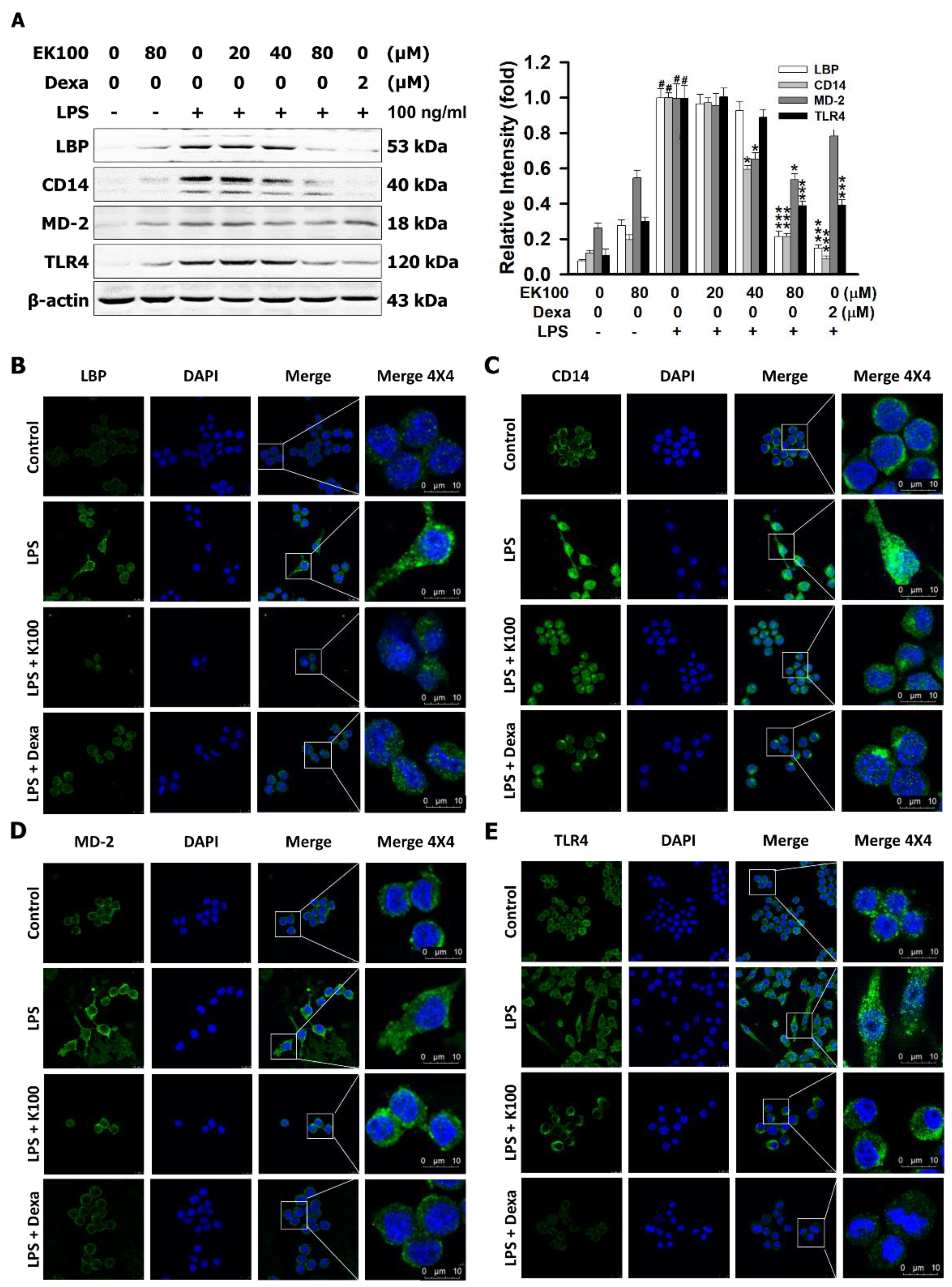 Ijms 22 06511 g005 Ijms 22 06511 g005