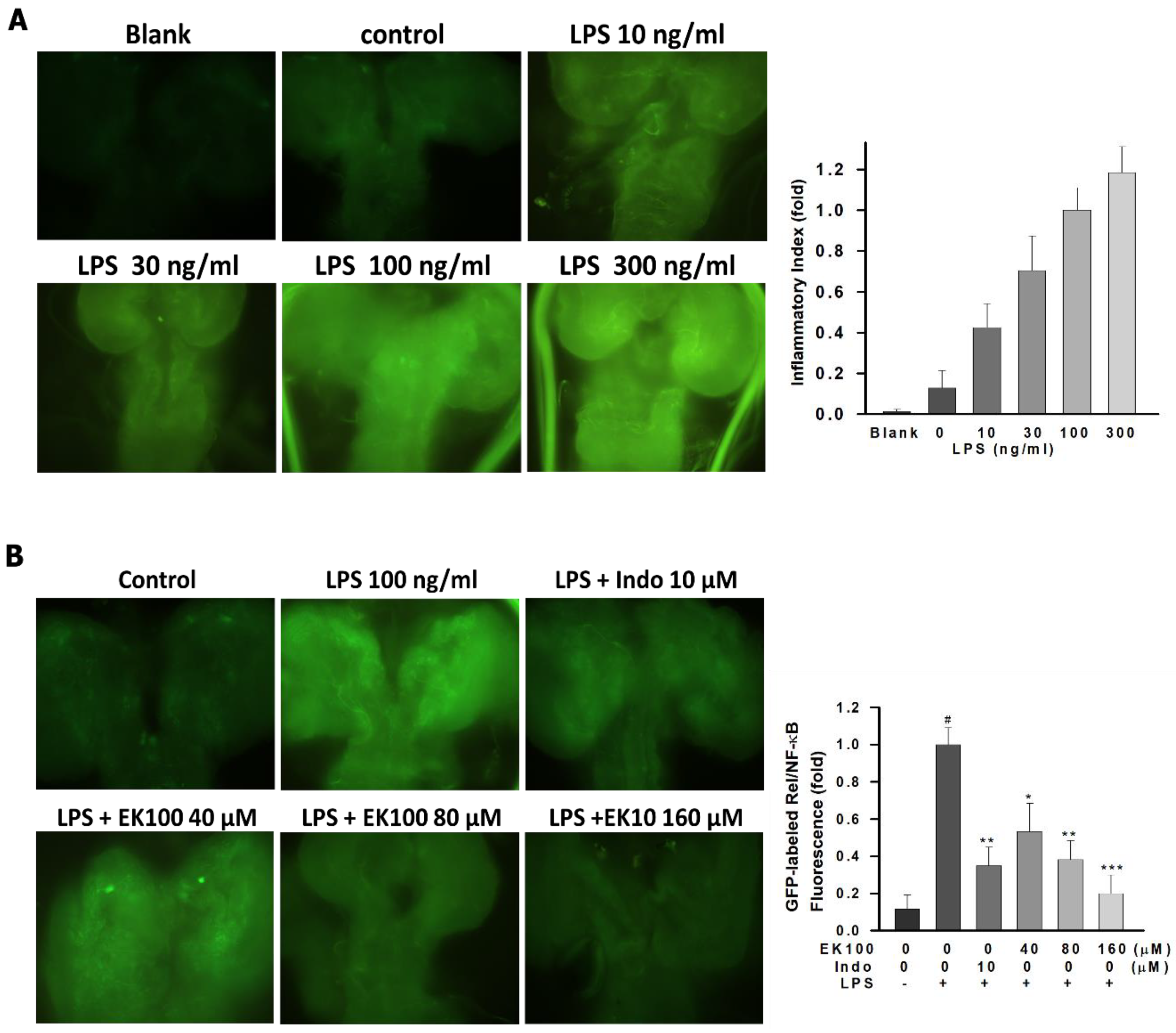 Ijms 22 06511 g007 Ijms 22 06511 g007