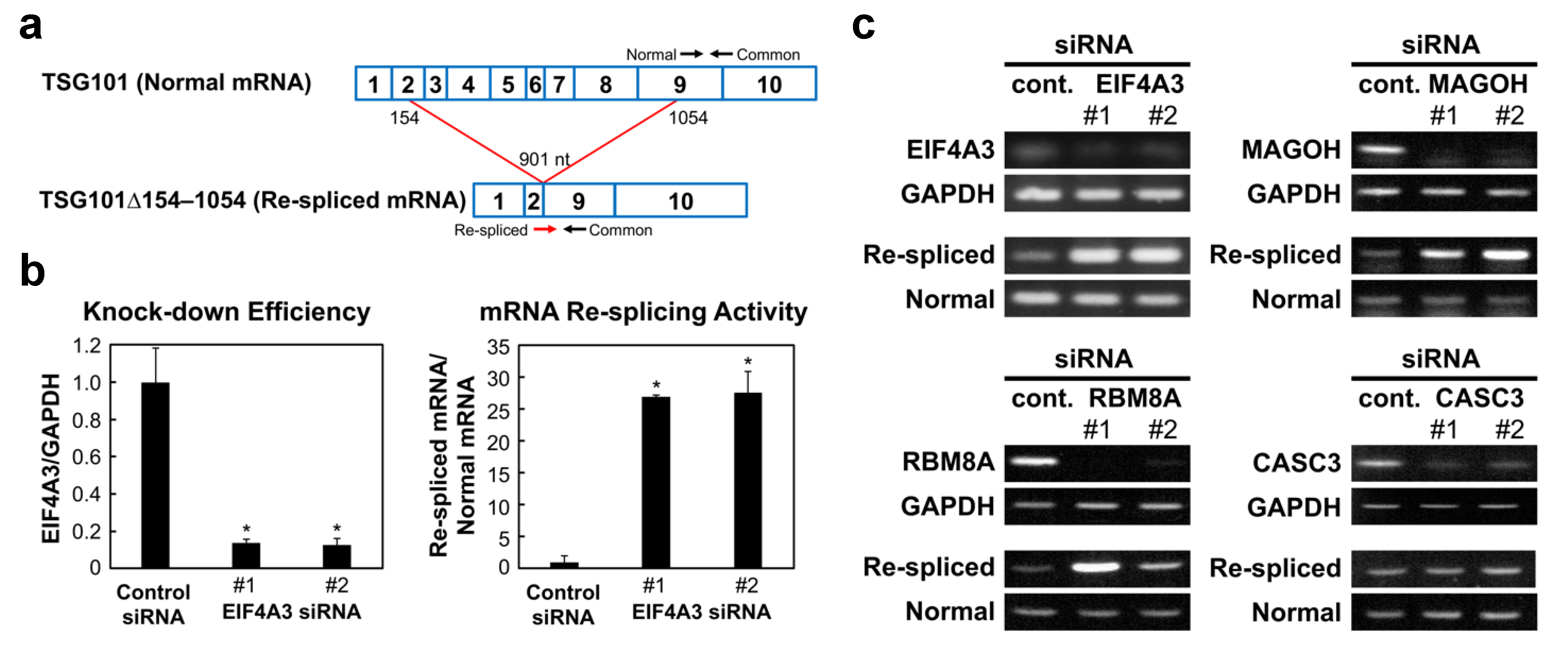 Ijms 22 06519 g001 Ijms 22 06519 g001