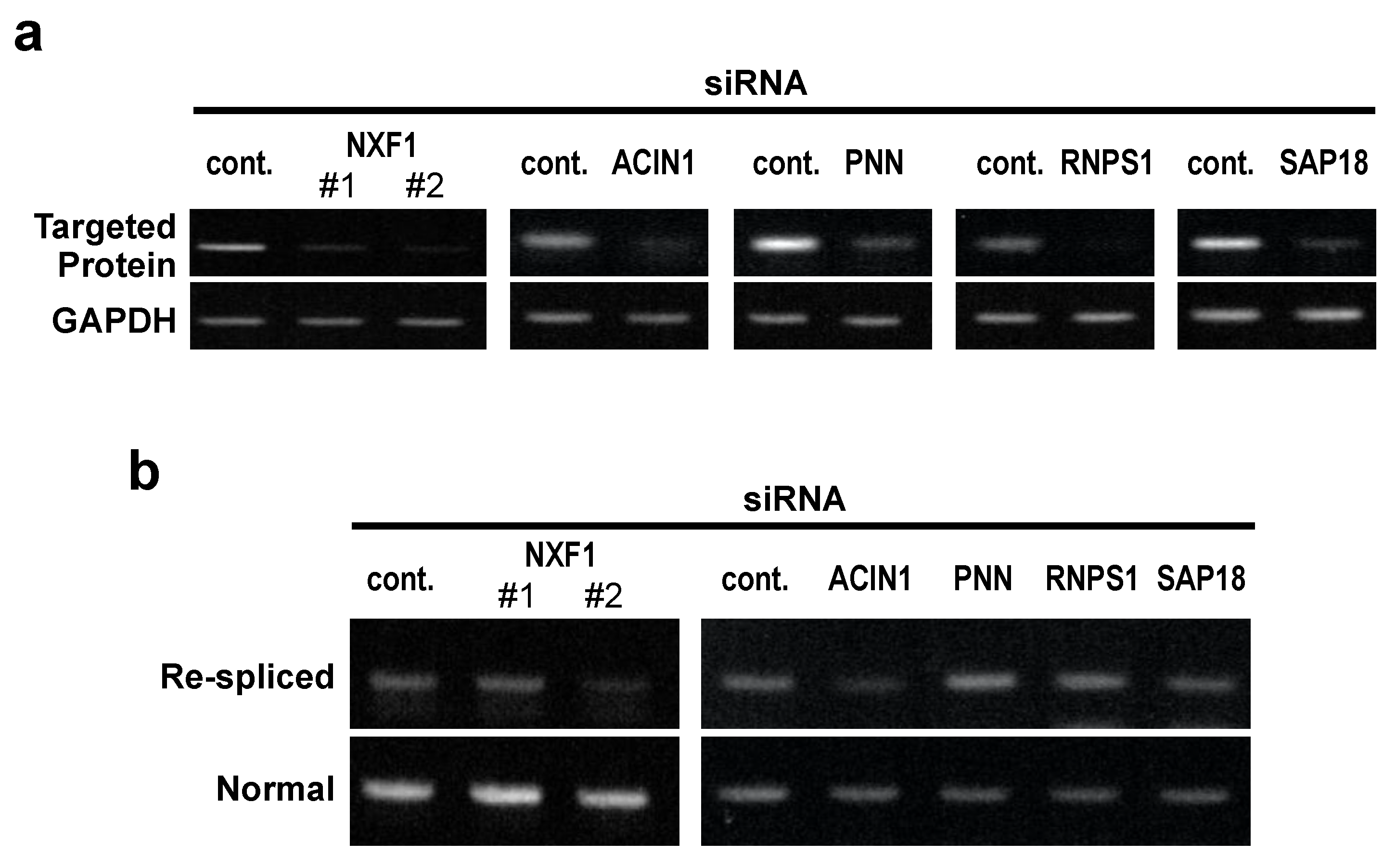 Ijms 22 06519 g004 Ijms 22 06519 g004