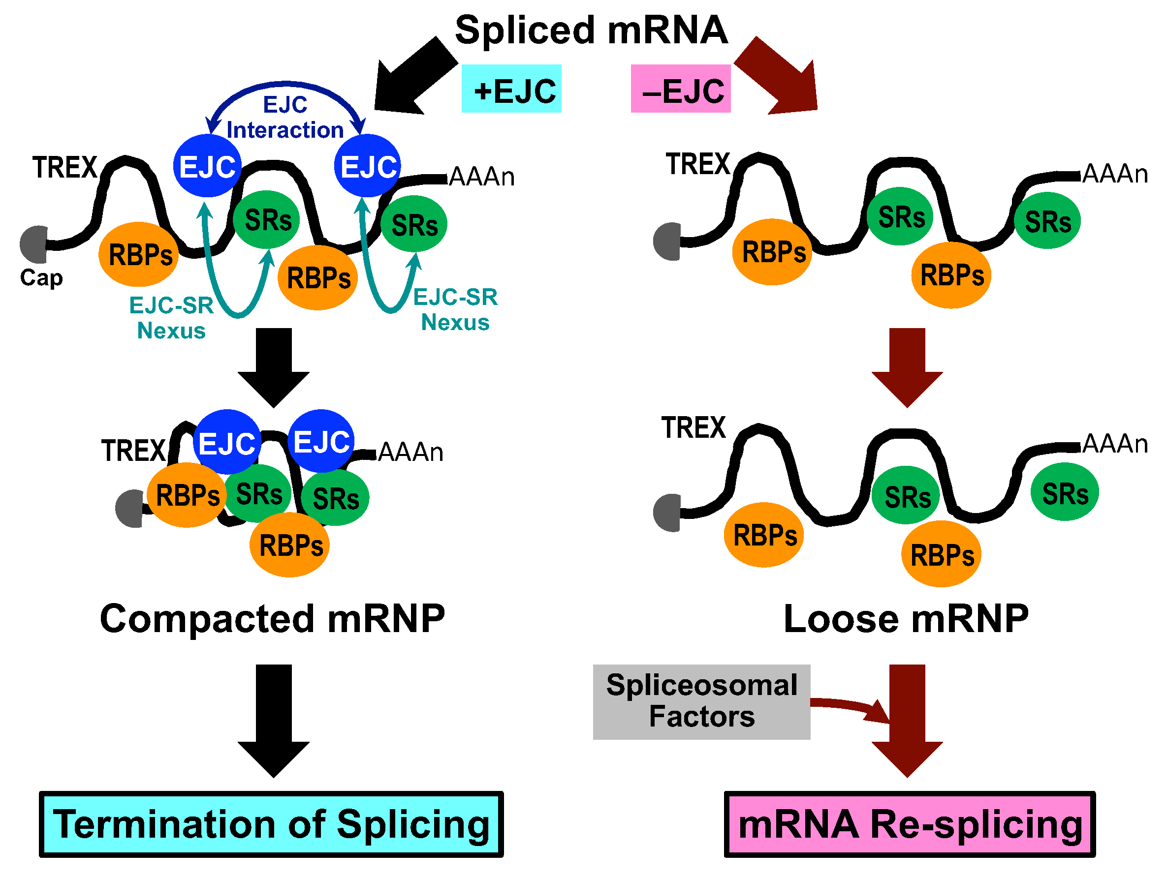 Ijms 22 06519 g006 Ijms 22 06519 g006