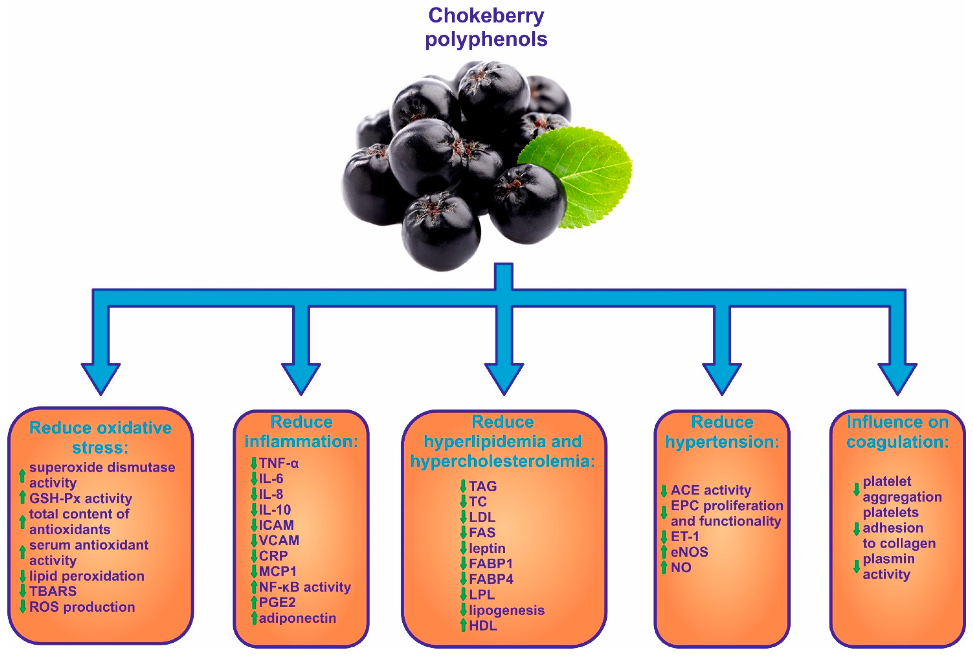 Ijms 22 06541 g004 Ijms 22 06541 g004