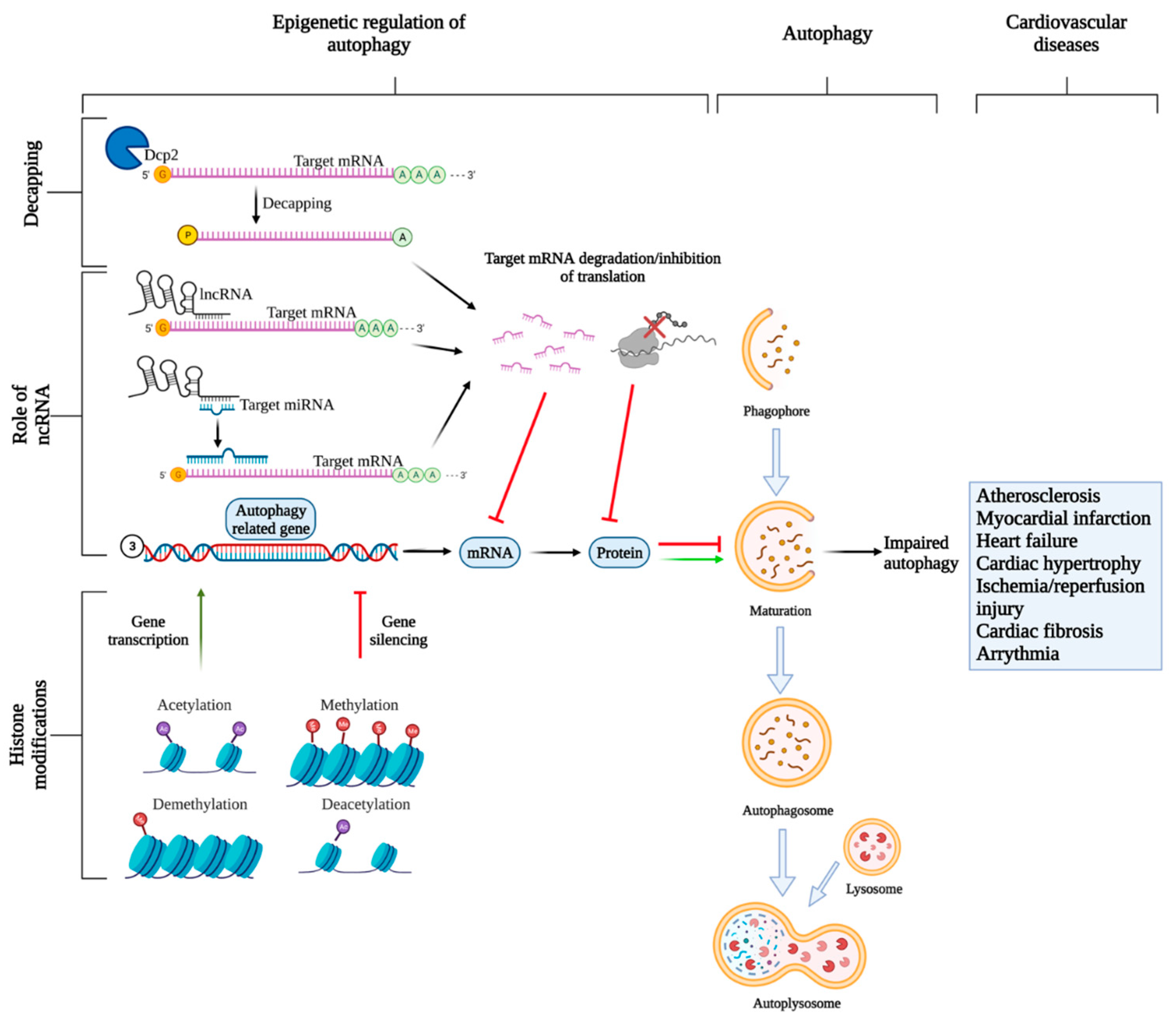 Ijms 22 06544 g003 Ijms 22 06544 g003