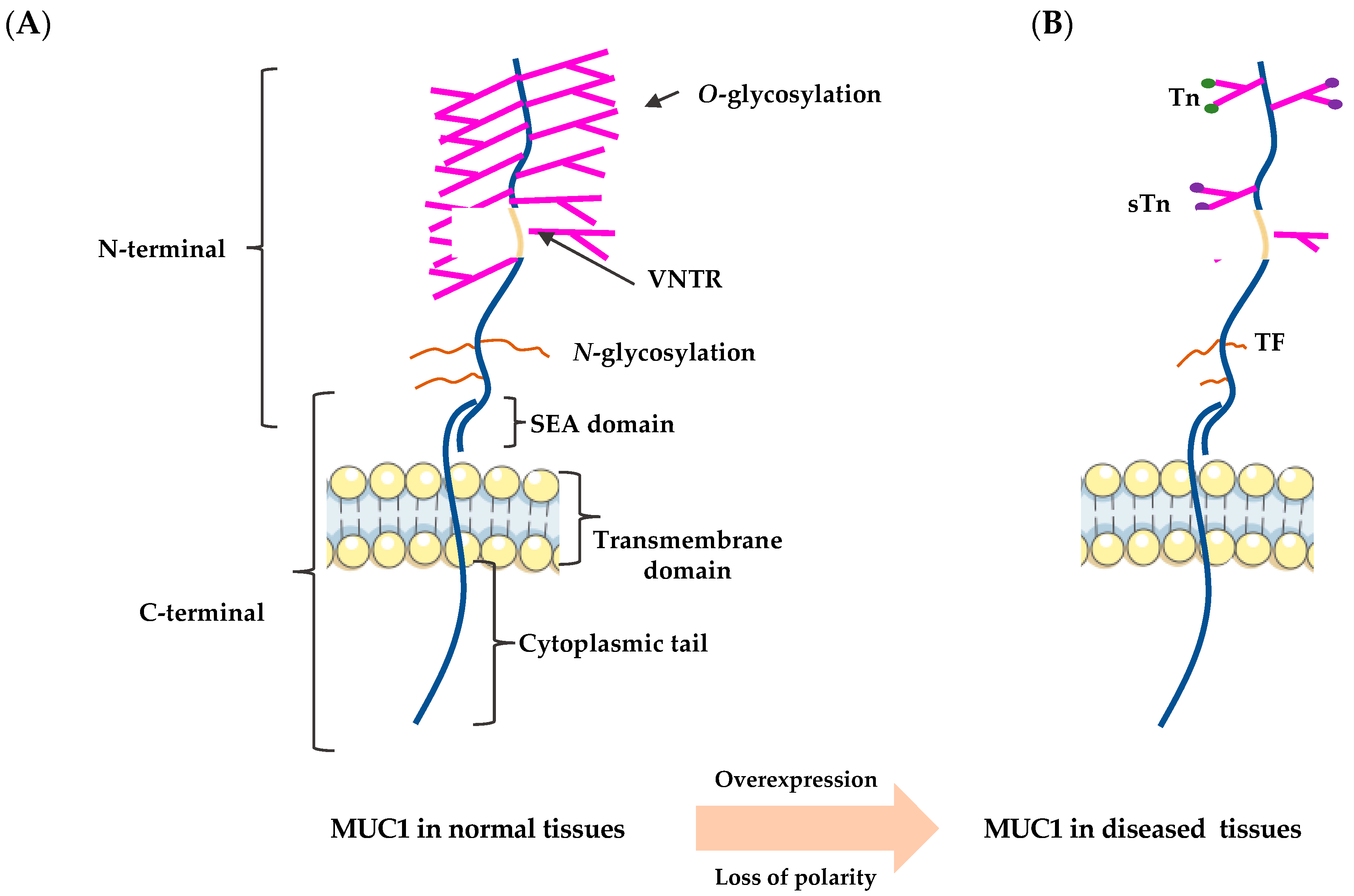 MUC1: Structure, Function, and Clinic Application in
