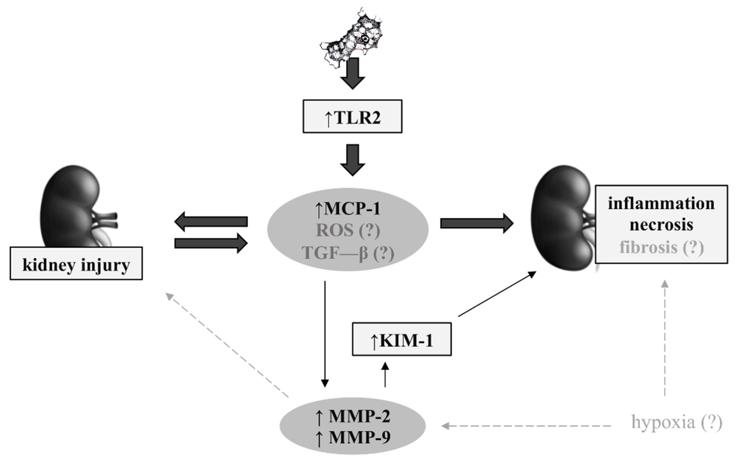 Ijms 22 06583 g007 Ijms 22 06583 g007