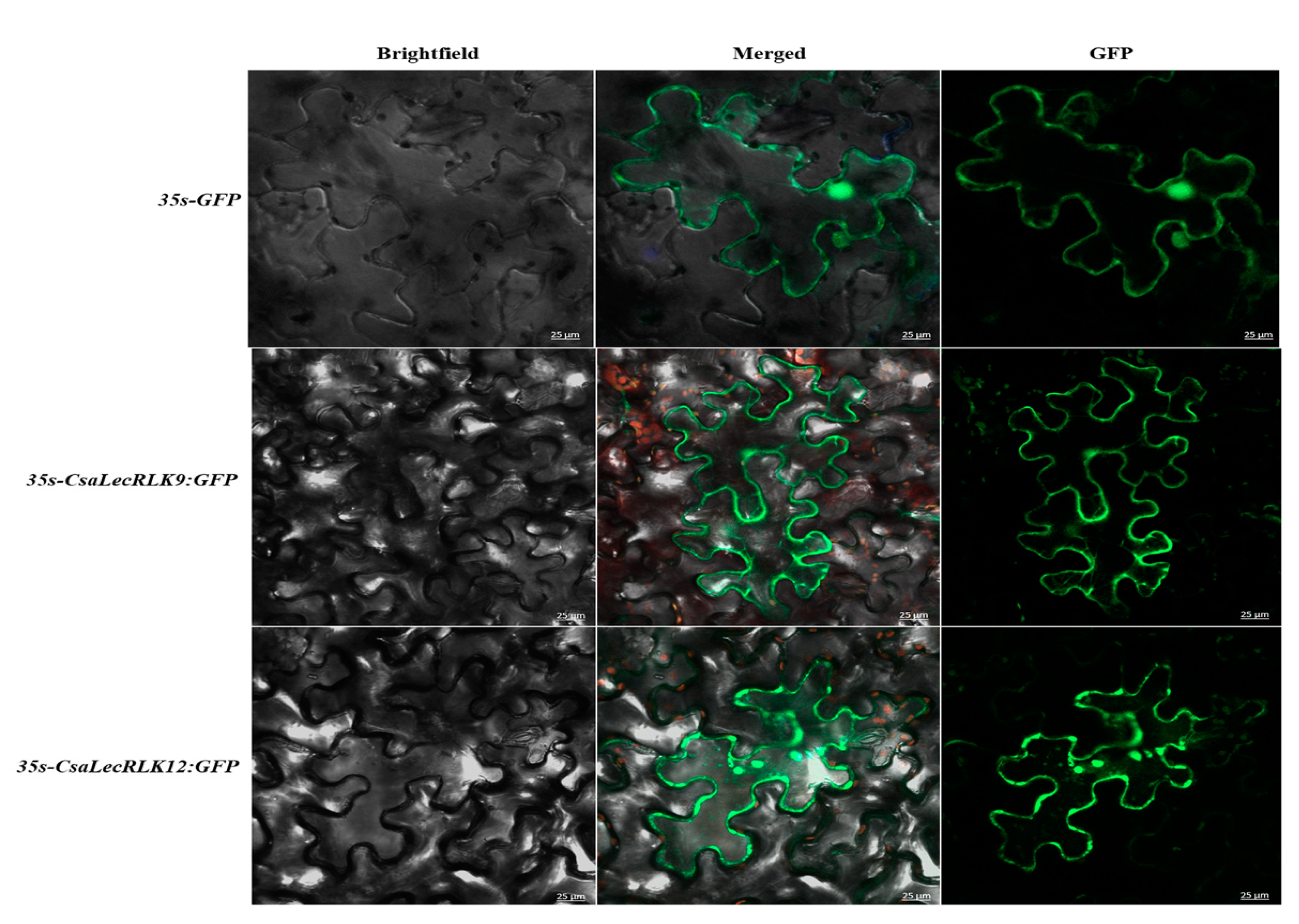 Ijms 22 06585 g006 Ijms 22 06585 g006