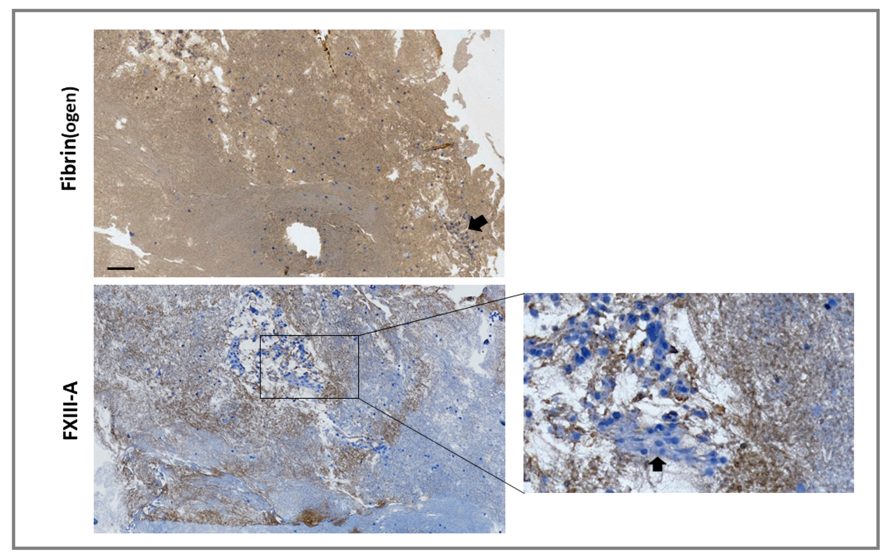 Ijms 22 06591 g004 Ijms 22 06591 g004