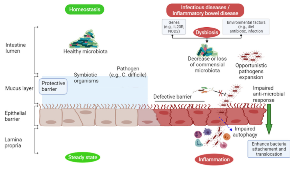 Ijms Free Full Text The Intestinal Microbiota Impacts Of Antibiotics Therapy Colonization Resistance And Diseases Html Ijms Free Full Text The Intestinal Microbiota Impacts Of Antibiotics Therapy Colonization Resistance And Diseases Html