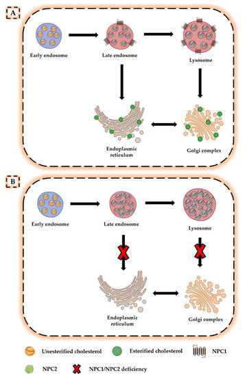 Niemann–Pick Disease Type C