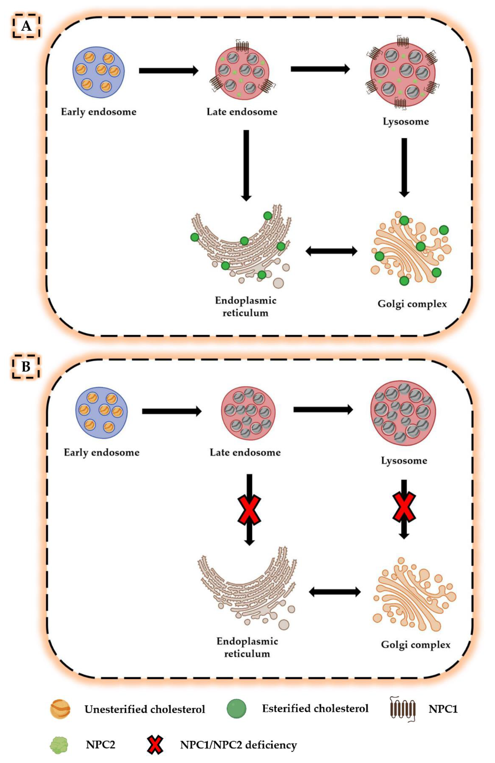 Niemann–Pick type C disease: cellular pathology and pharmacotherapy -  Wheeler - 2020 - Journal of Neurochemistry - Wiley Online Library