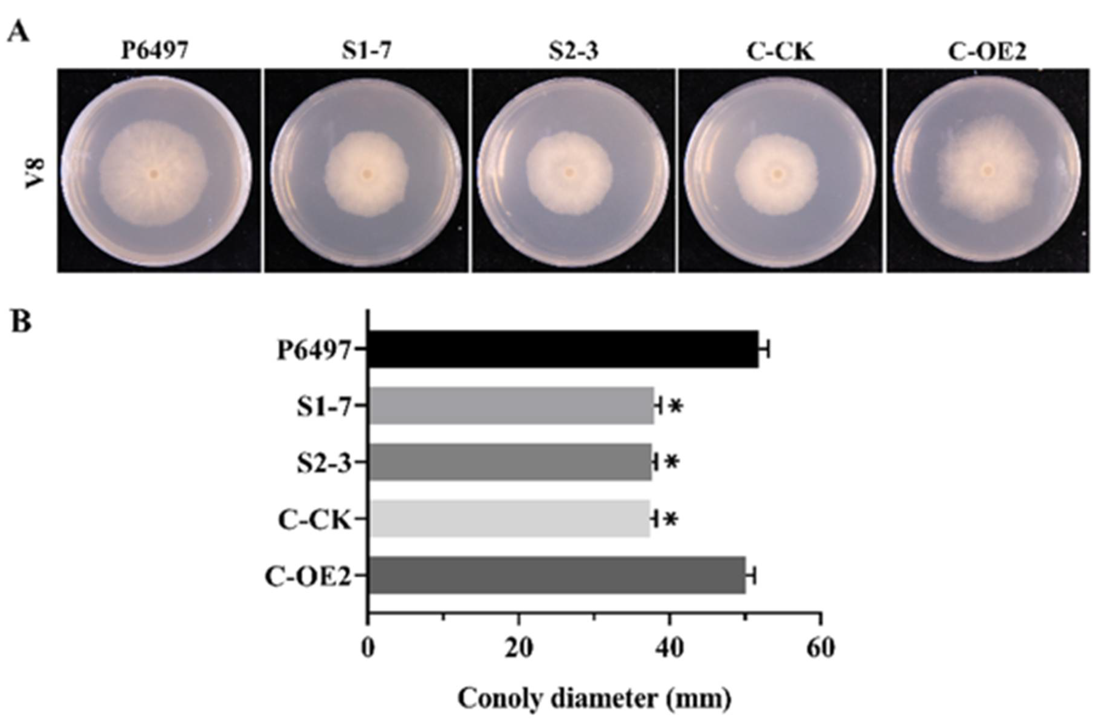 Ijms 22 06601 g004 Ijms 22 06601 g004