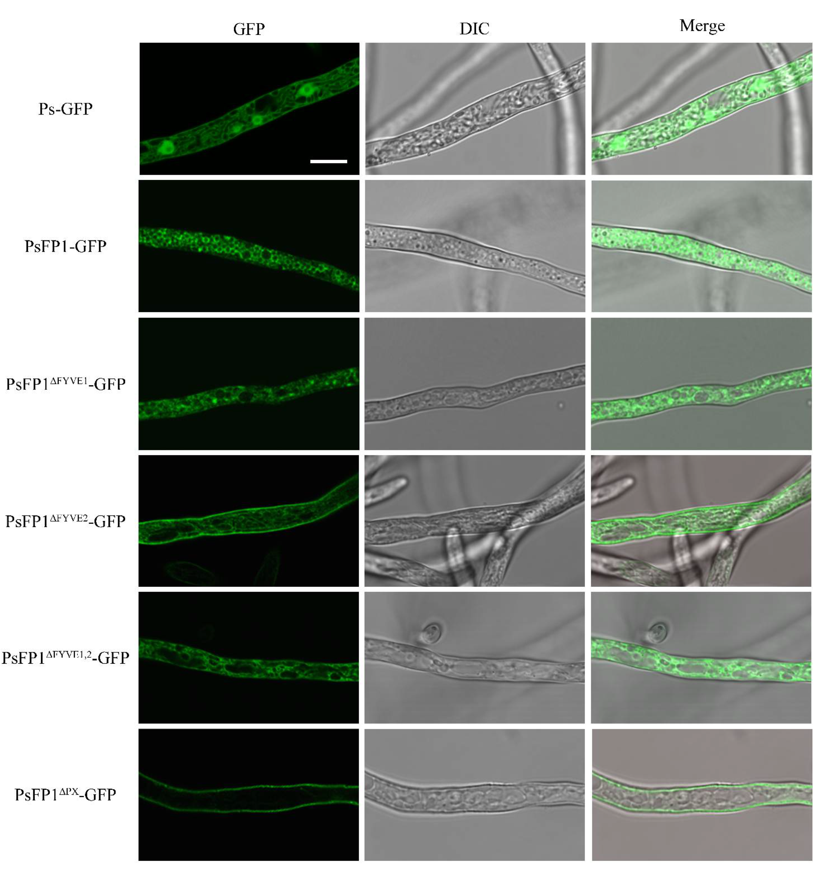 Ijms 22 06601 g007 Ijms 22 06601 g007
