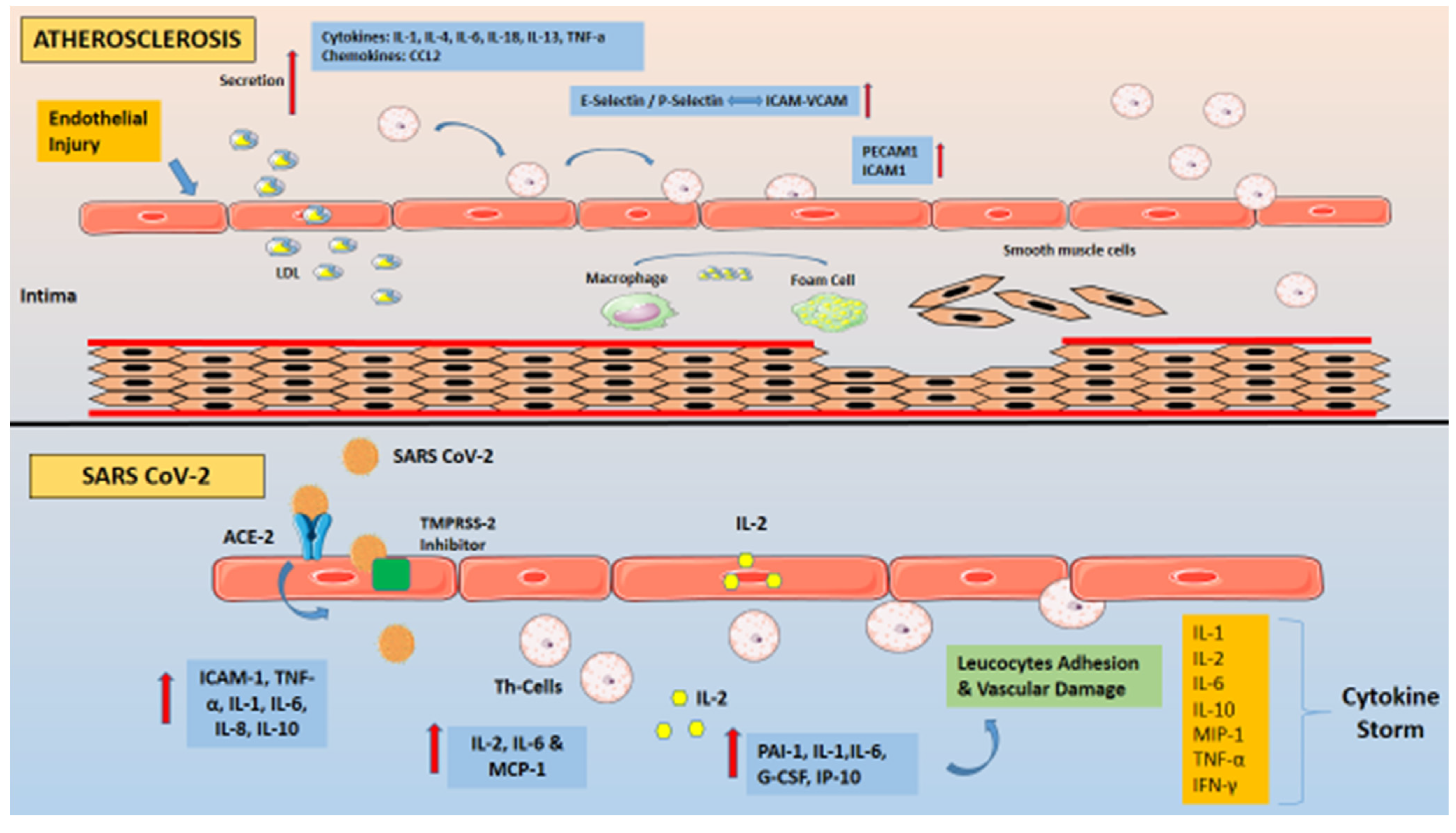 Ijms 22 06607 g001 550