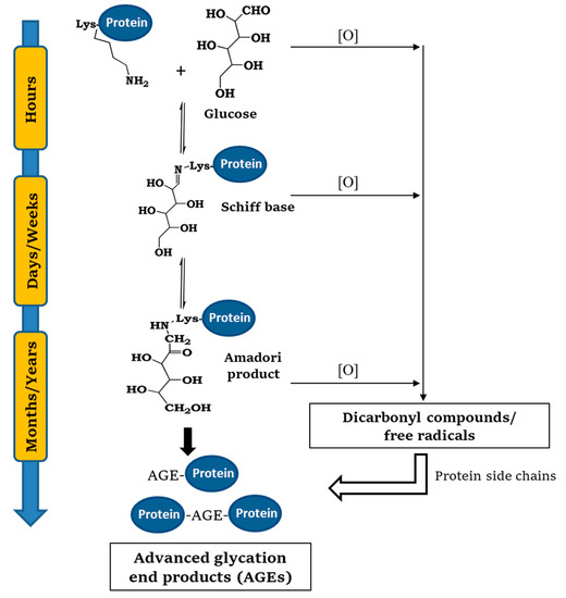 Ijms Free Full Text Understanding The Role Of Protein Glycation In The Amyloid Aggregation Process Html